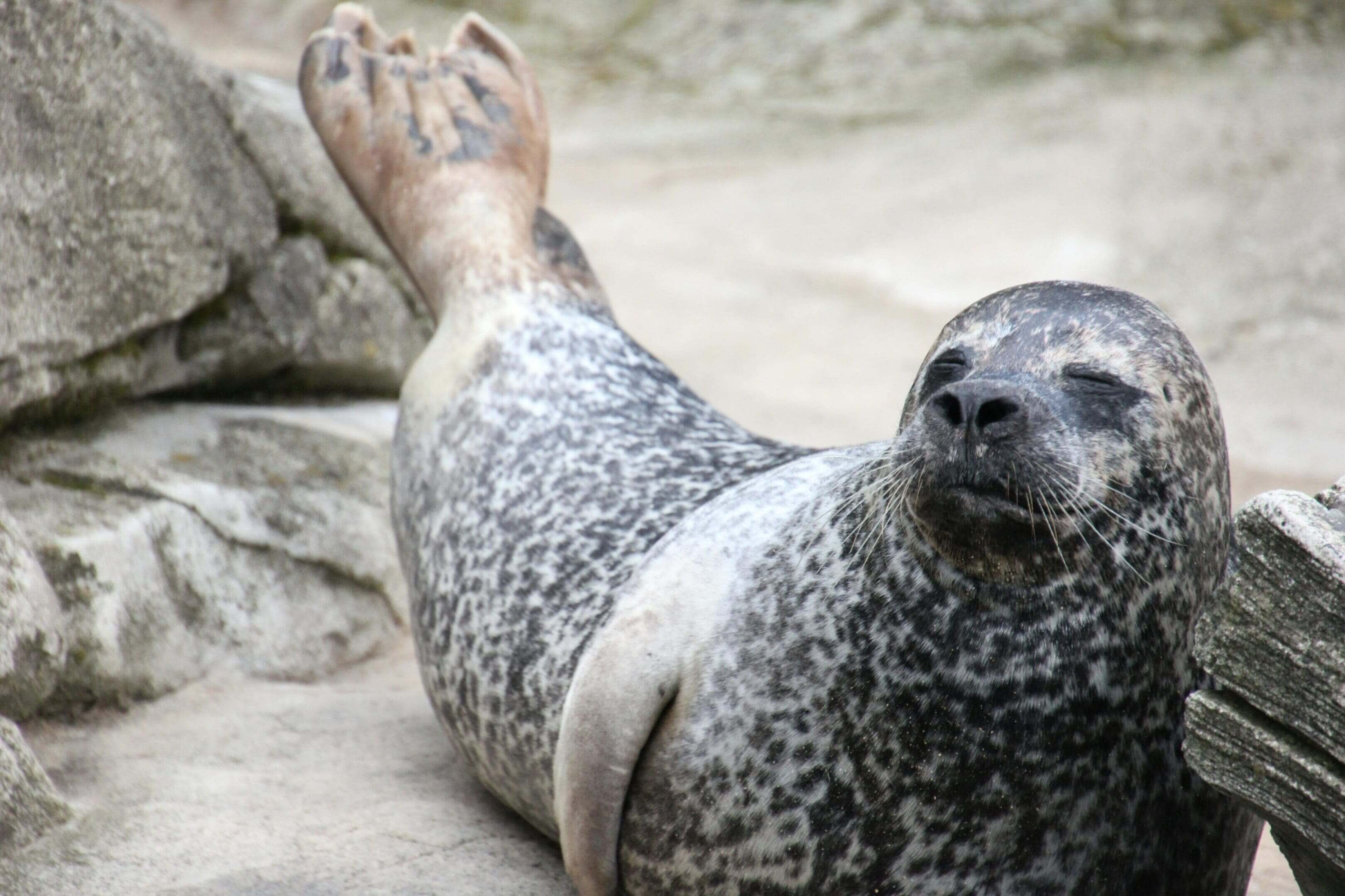 A seal laying on the ground with its head up.