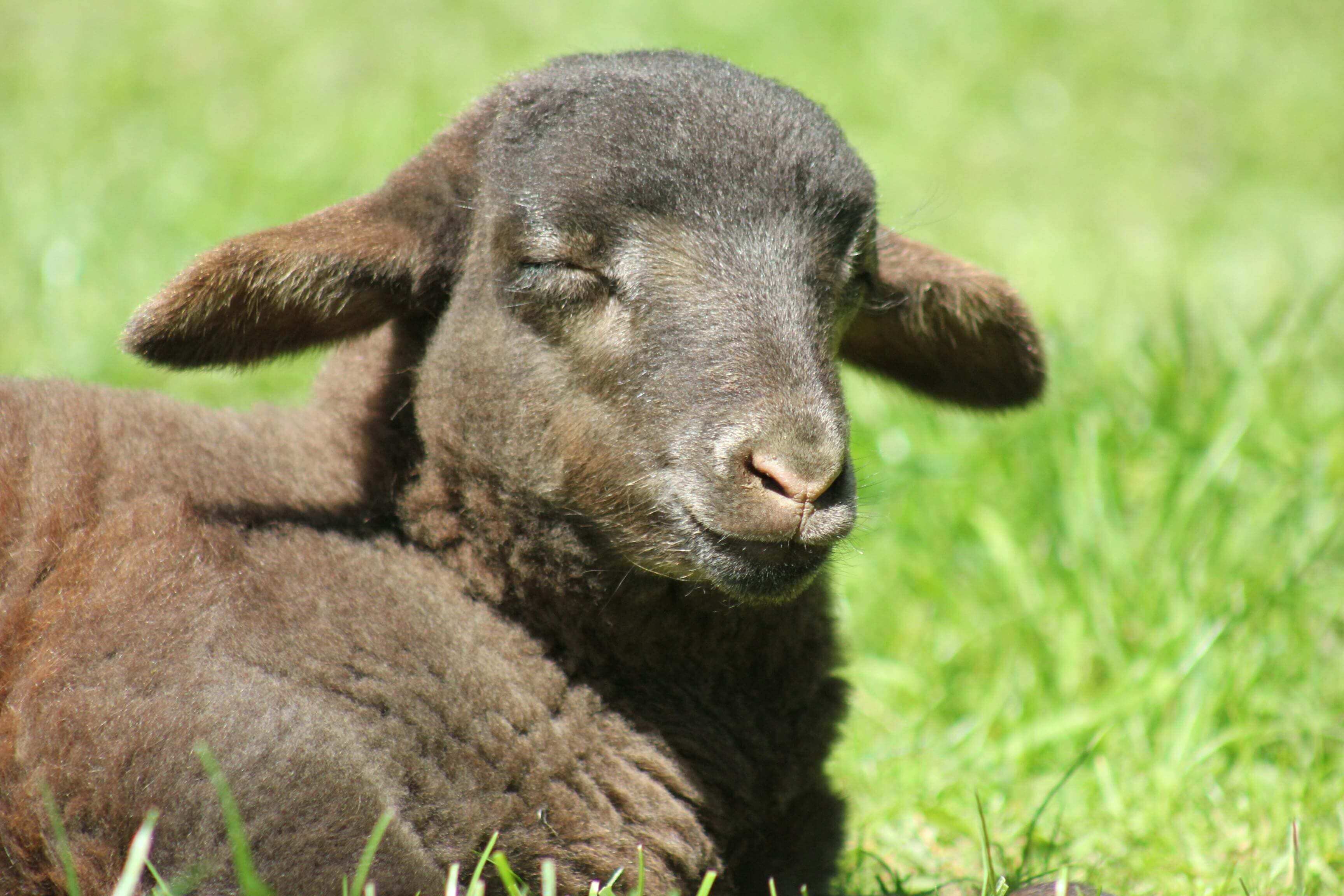 A black sheep laying in the grass with its head turned to the side.