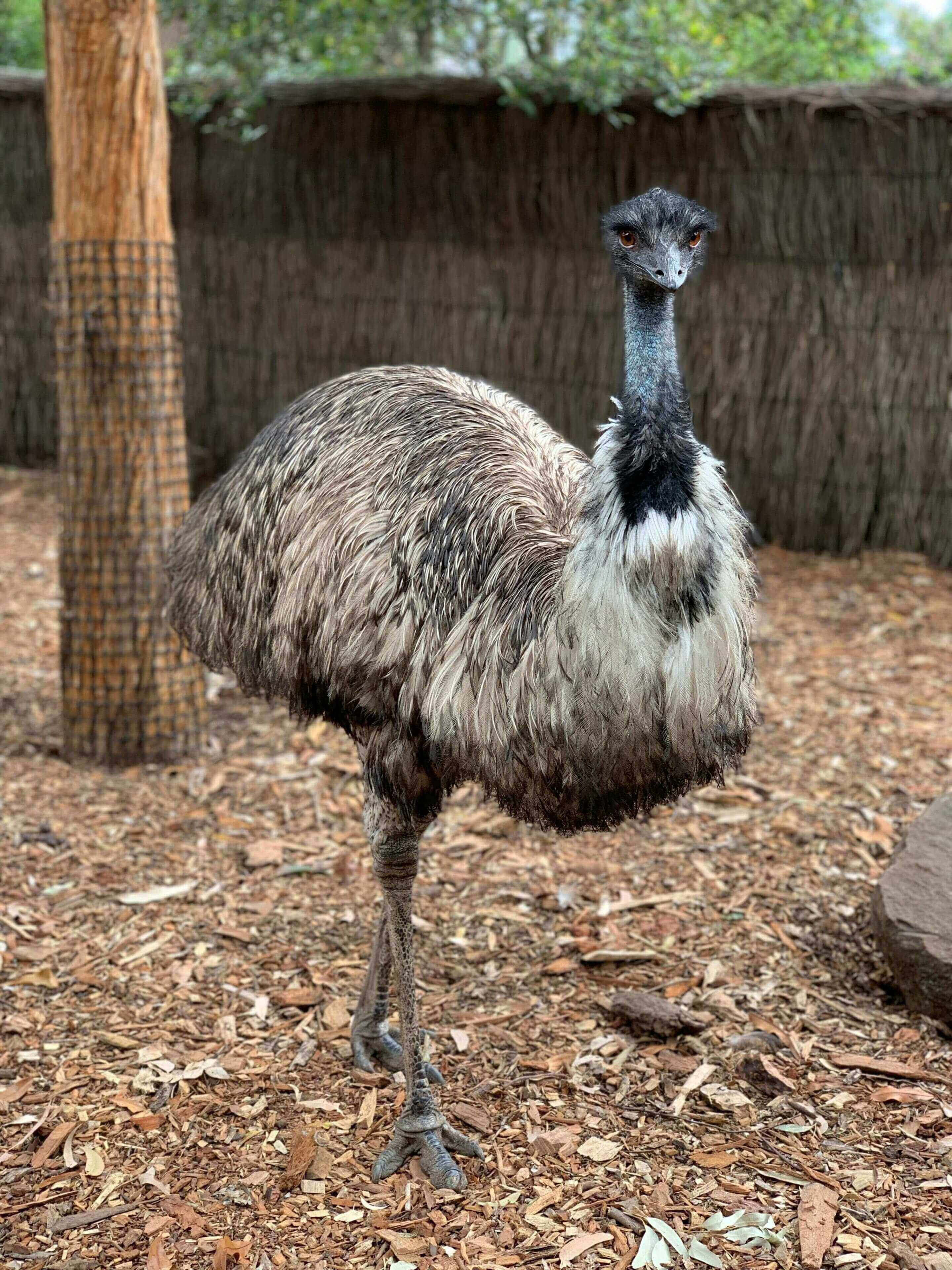 A bird standing on the ground in its pen