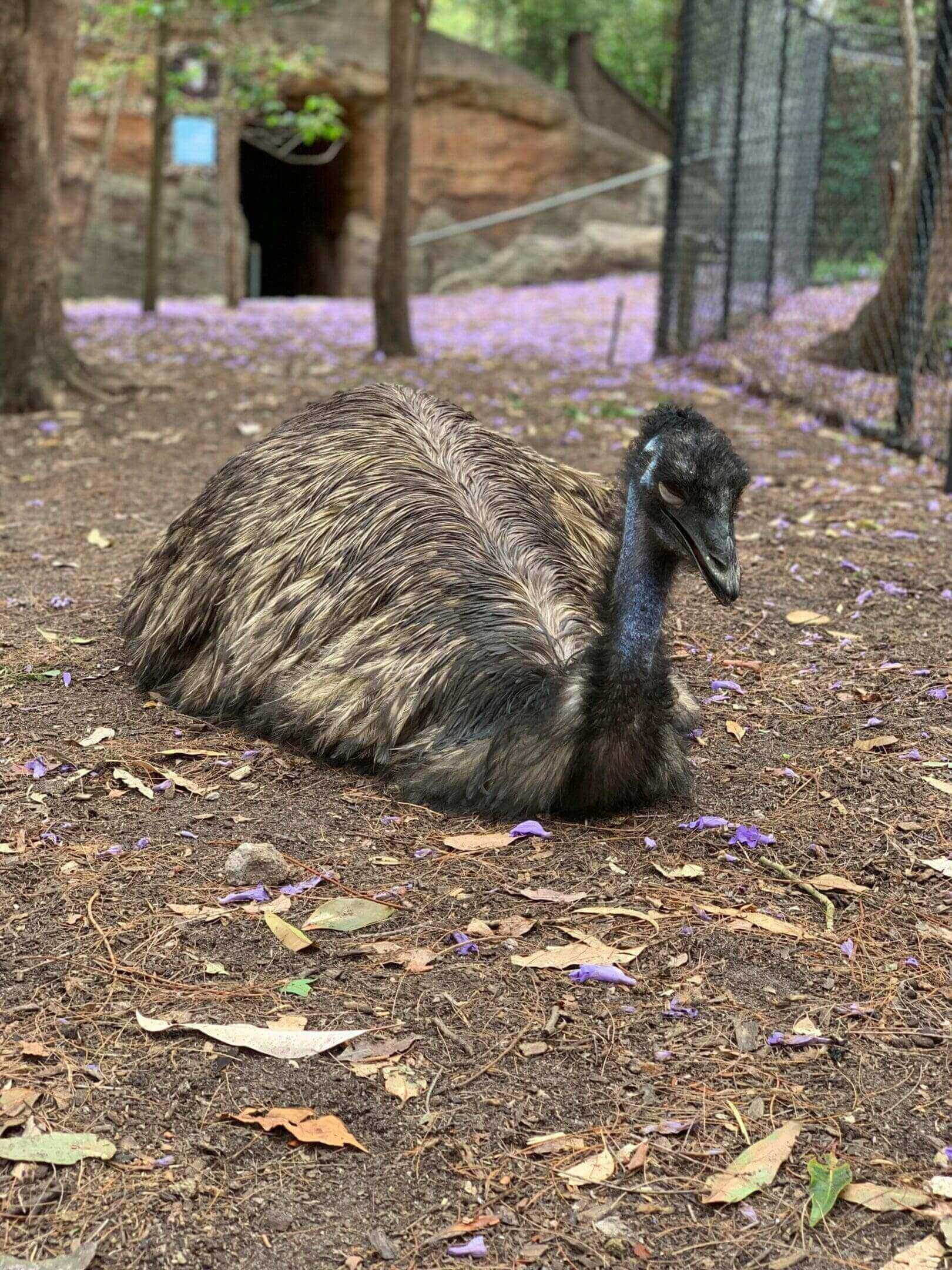 Emu resting on ground, purple petals.