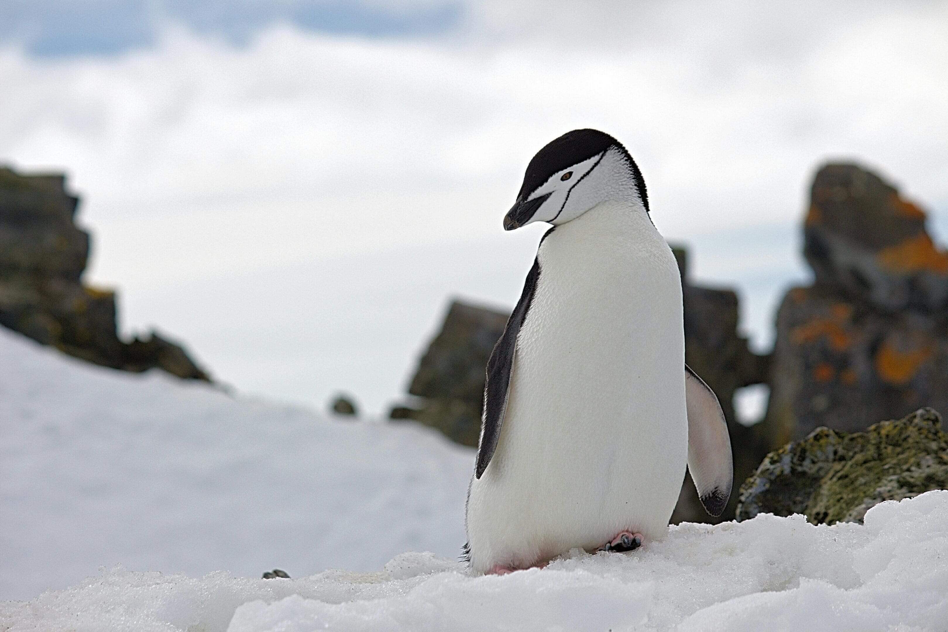 Chinstrap penguin on snowy Antarctic landscape.