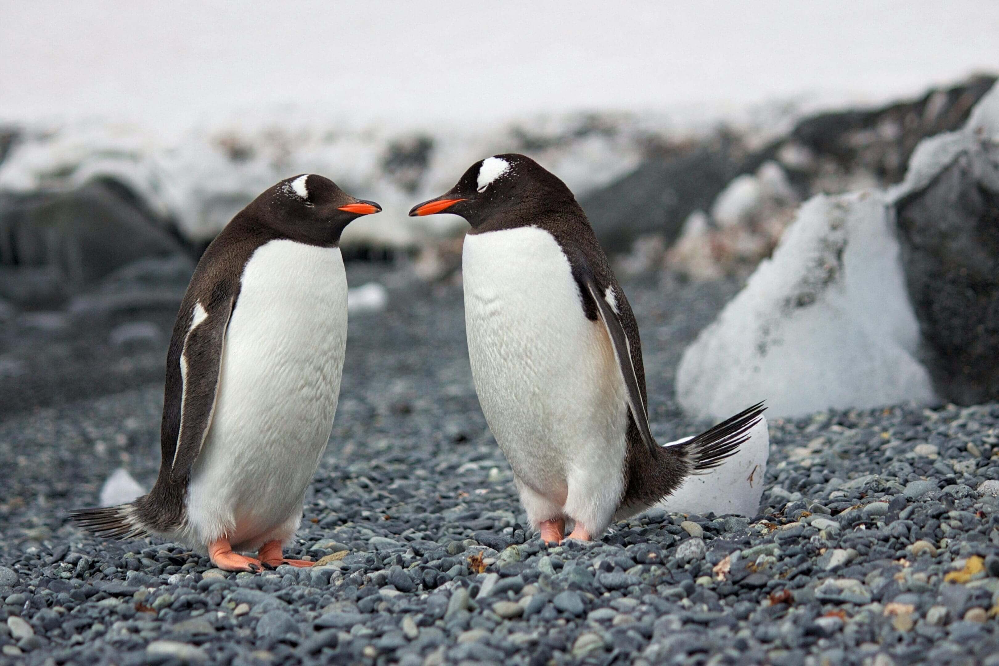Two gentoo penguins facing each other.
