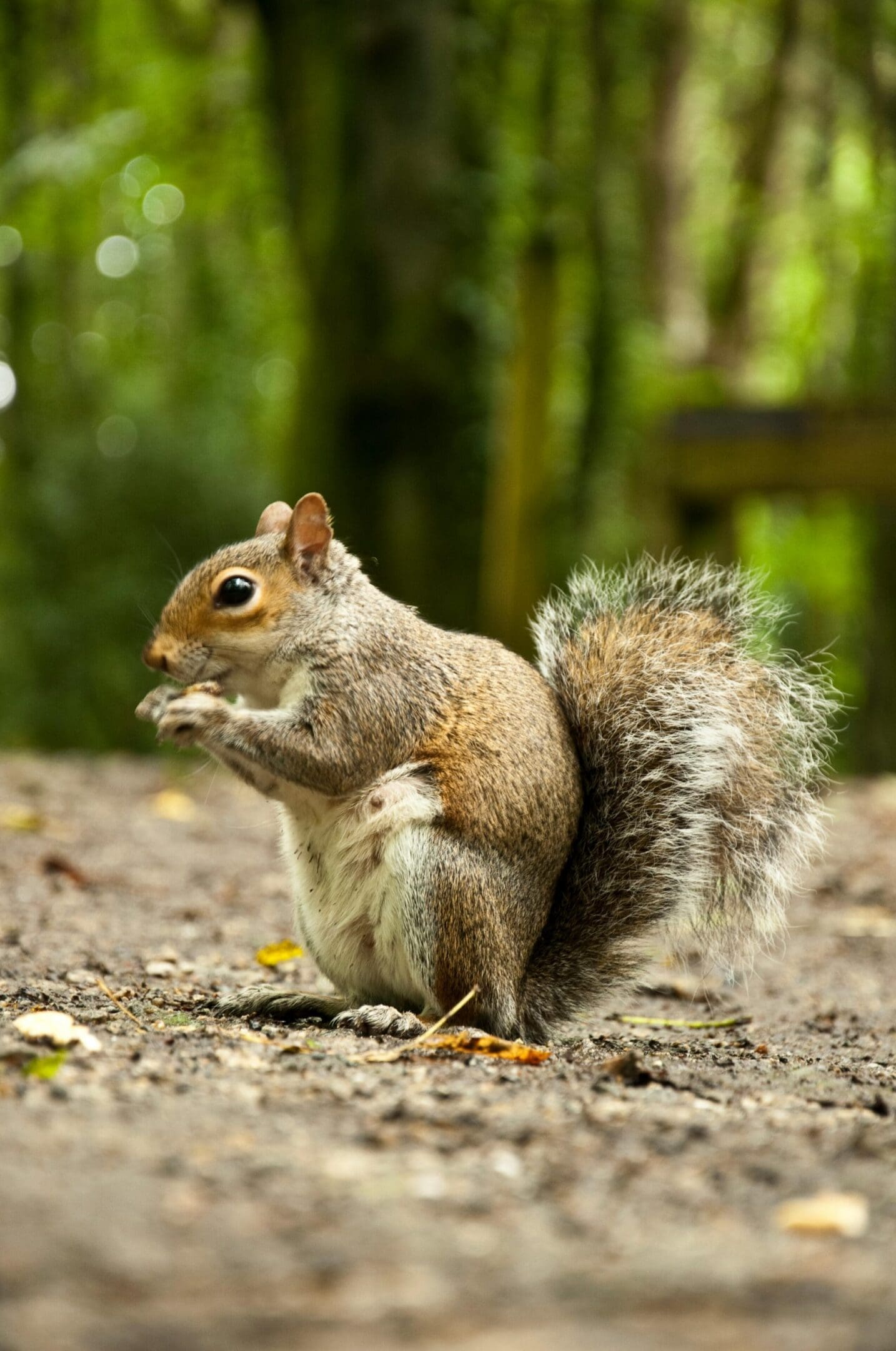 A squirrel is sitting on the ground eating.