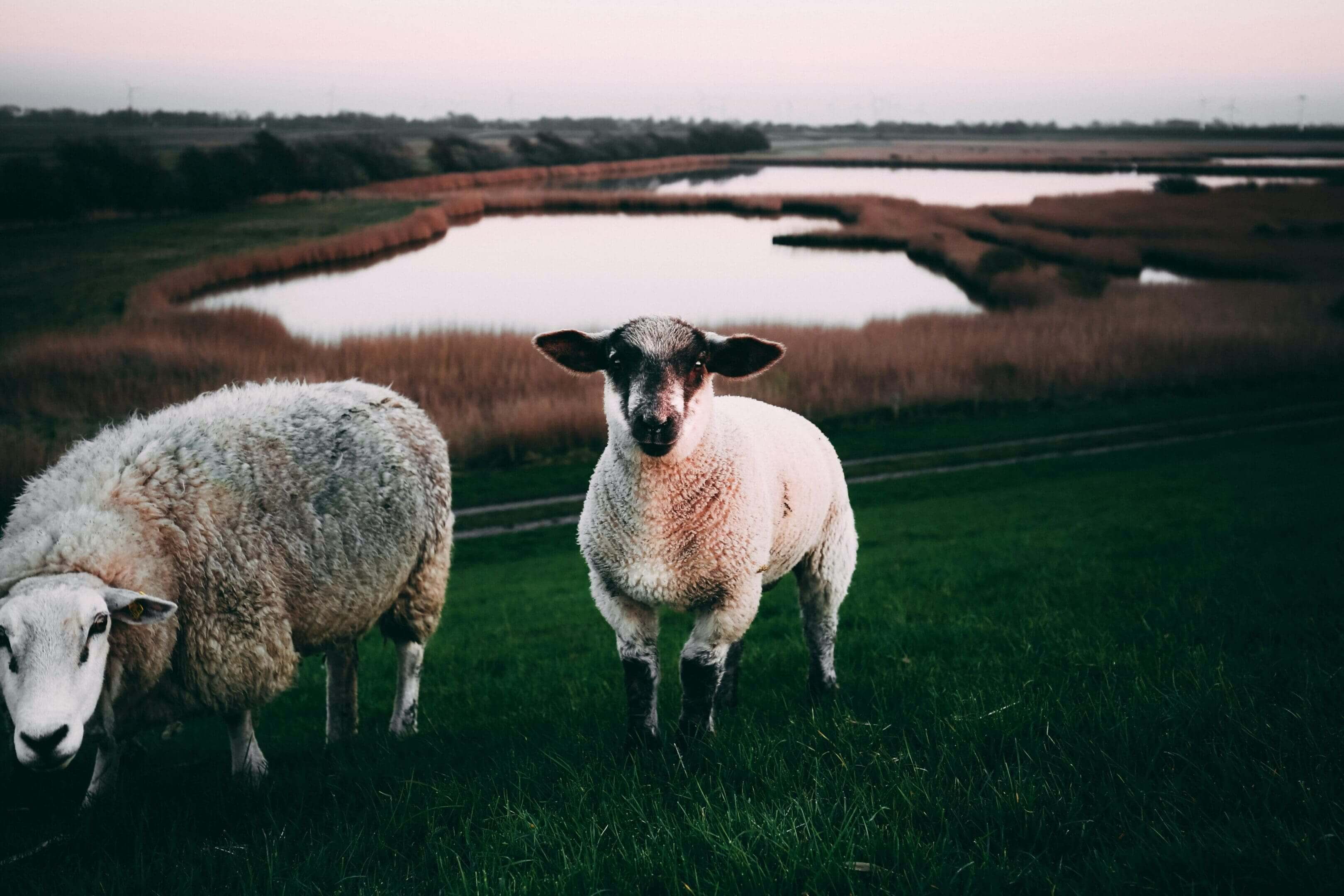 Two sheep standing in a field near water.