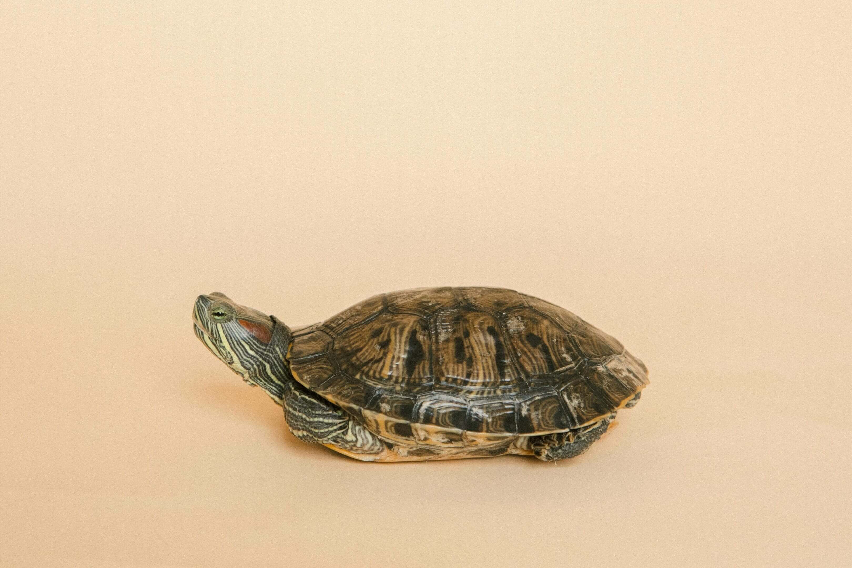 A turtle is sitting on the ground and looking at something.