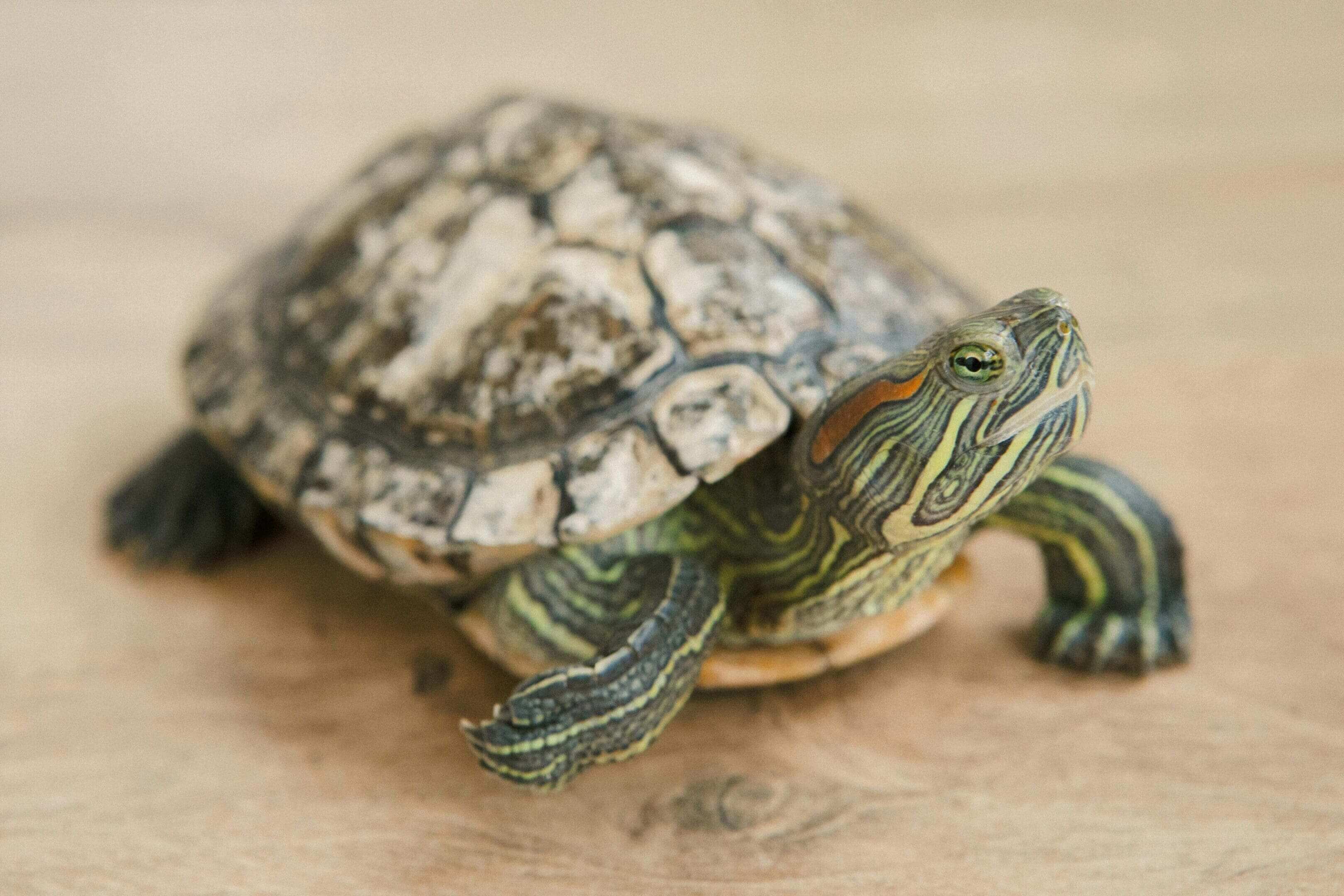 A turtle is sitting on the ground and looking at something.