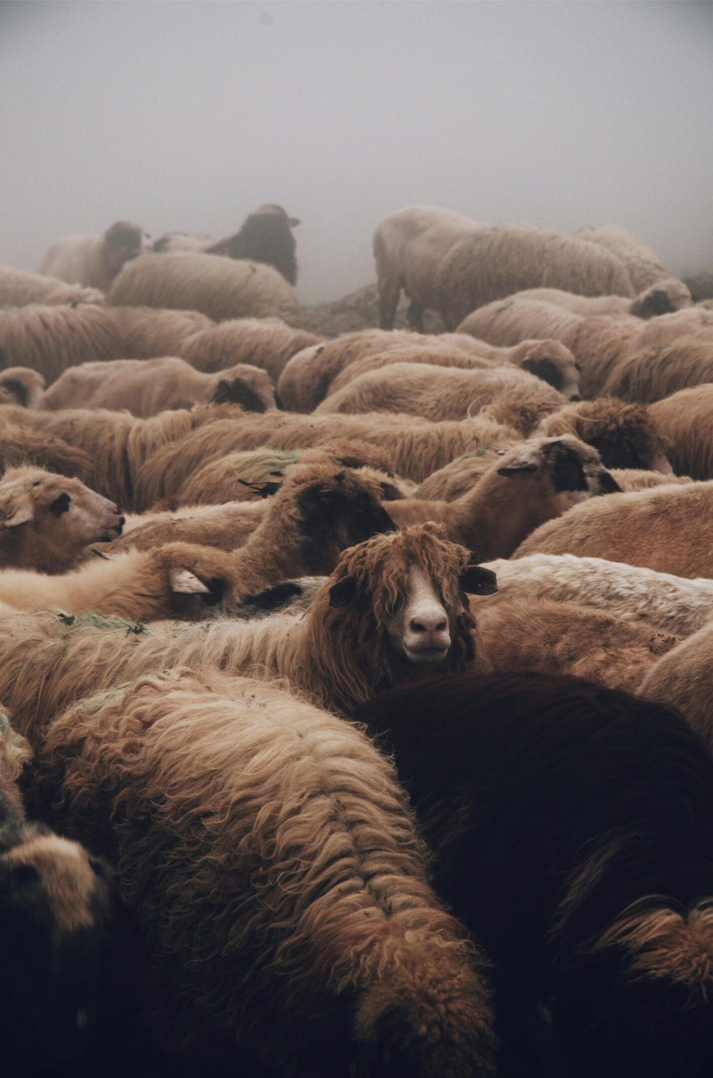 A herd of sheep standing on top of a grass covered field.