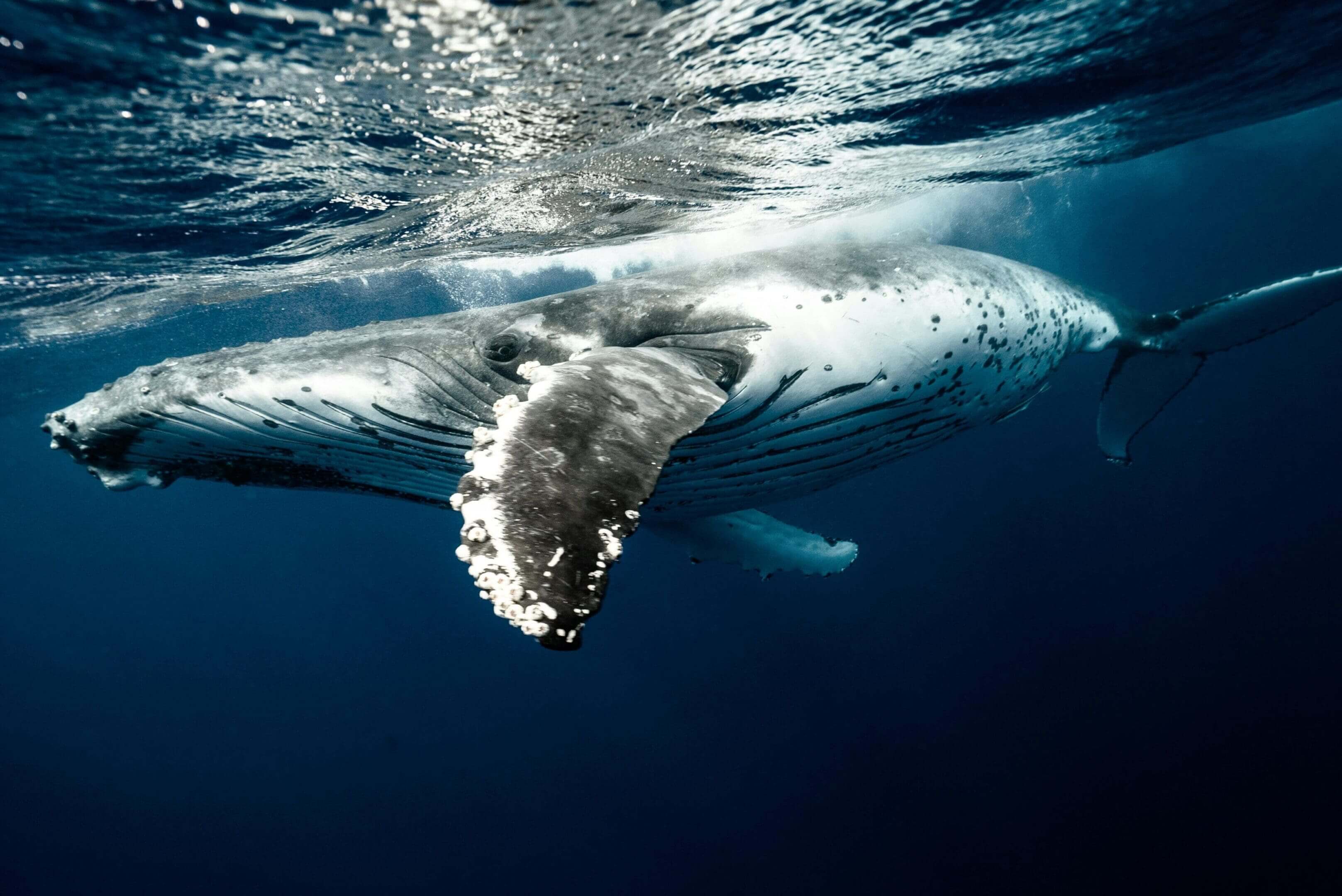 A whale is swimming in the ocean under water.