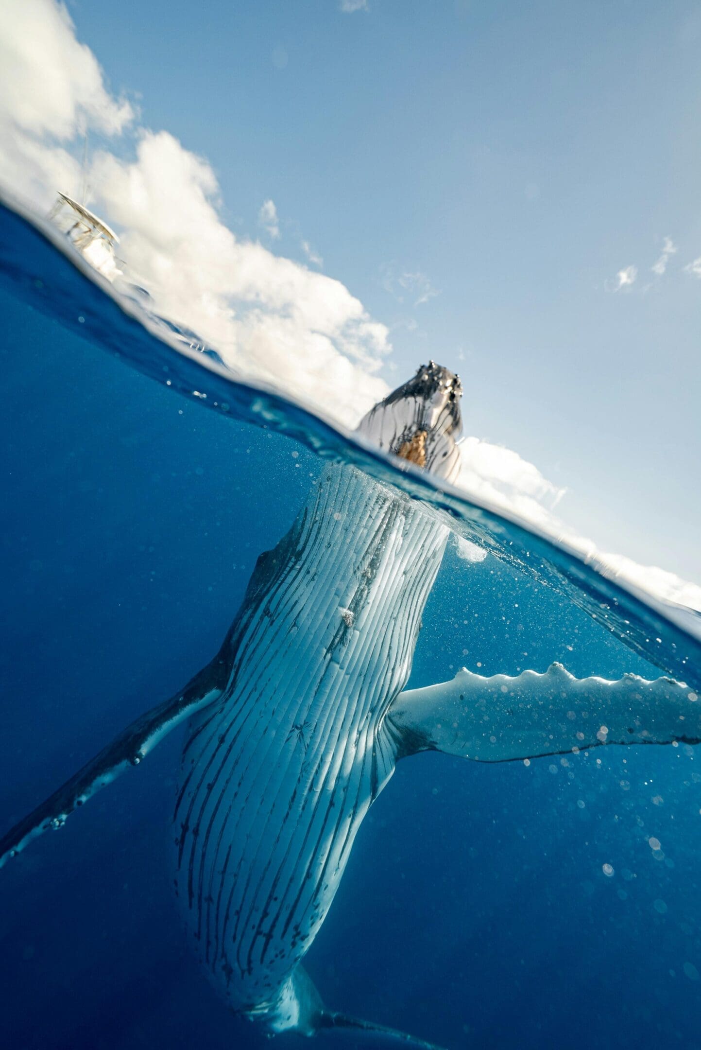 A whale swimming in the ocean under and above water.