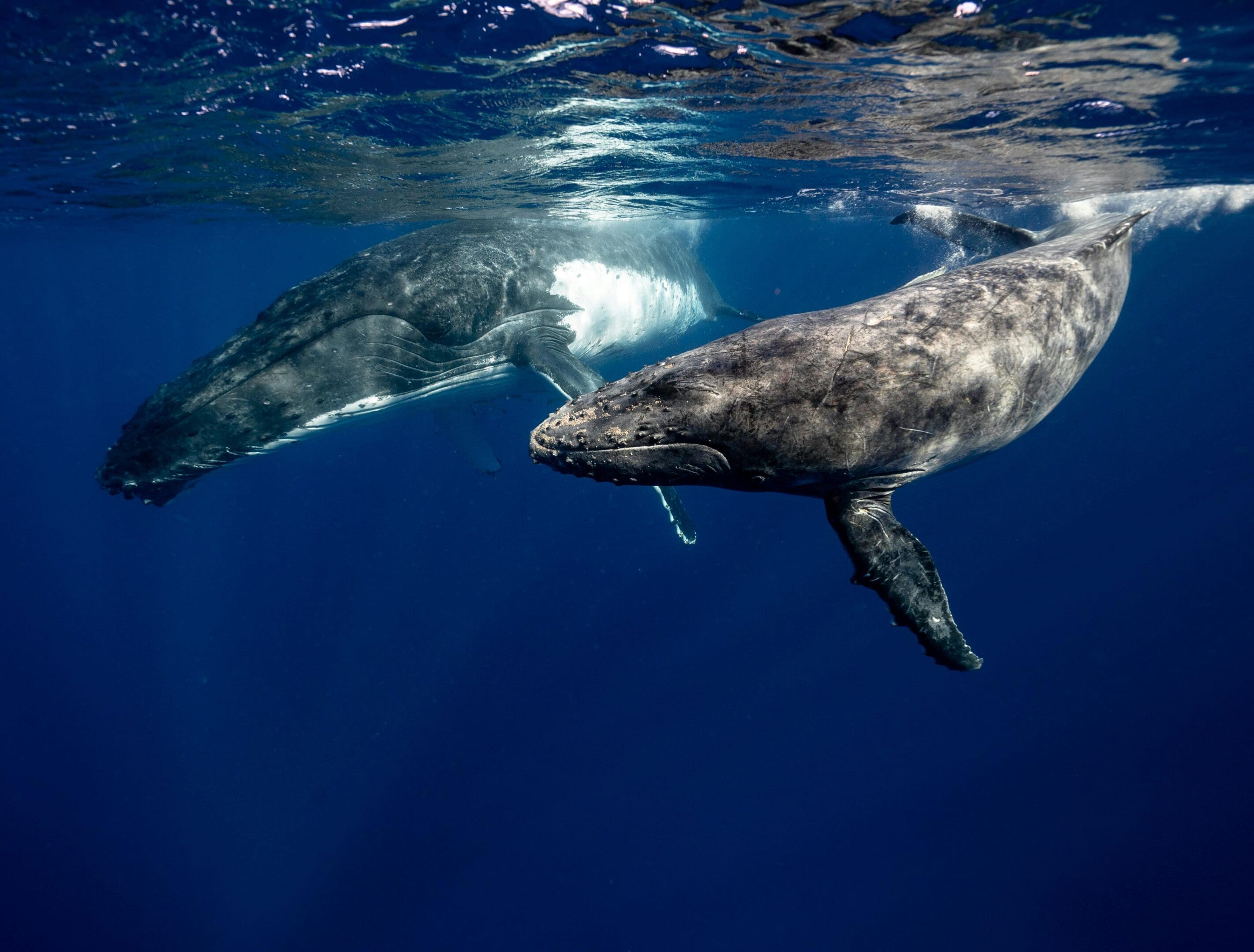 Two whales swimming in the ocean under a blue sky.