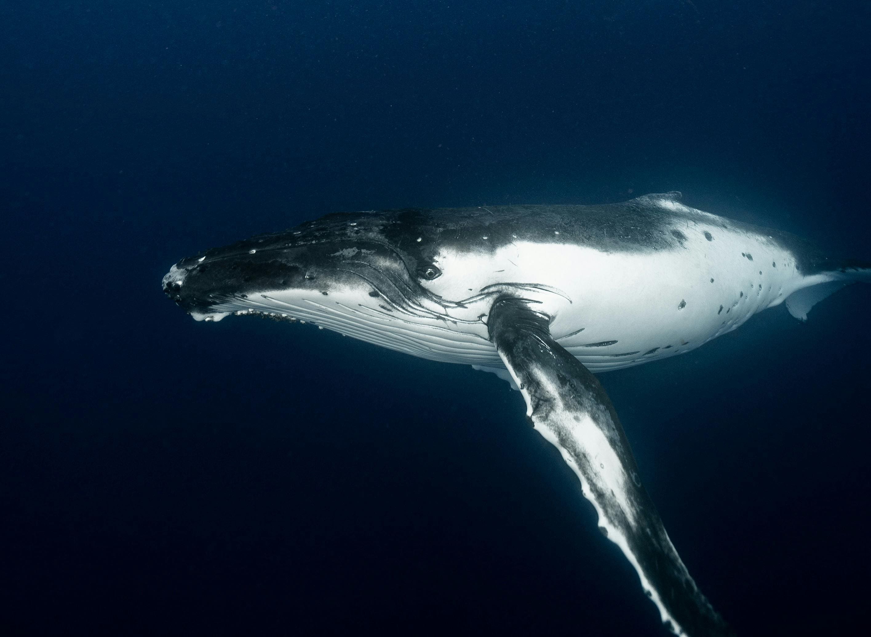 A whale swimming in the ocean under water.