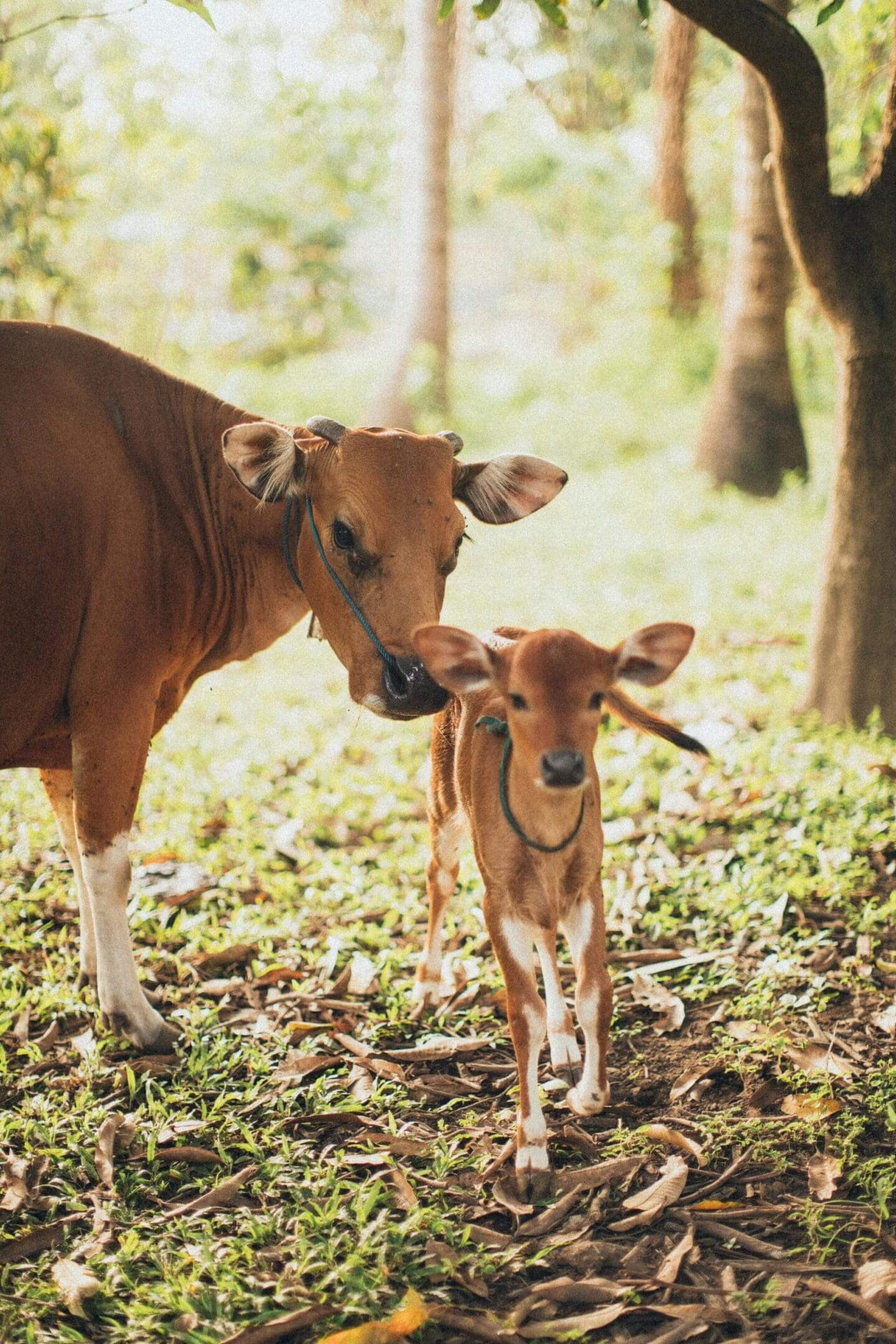 A cow and its calf in the woods