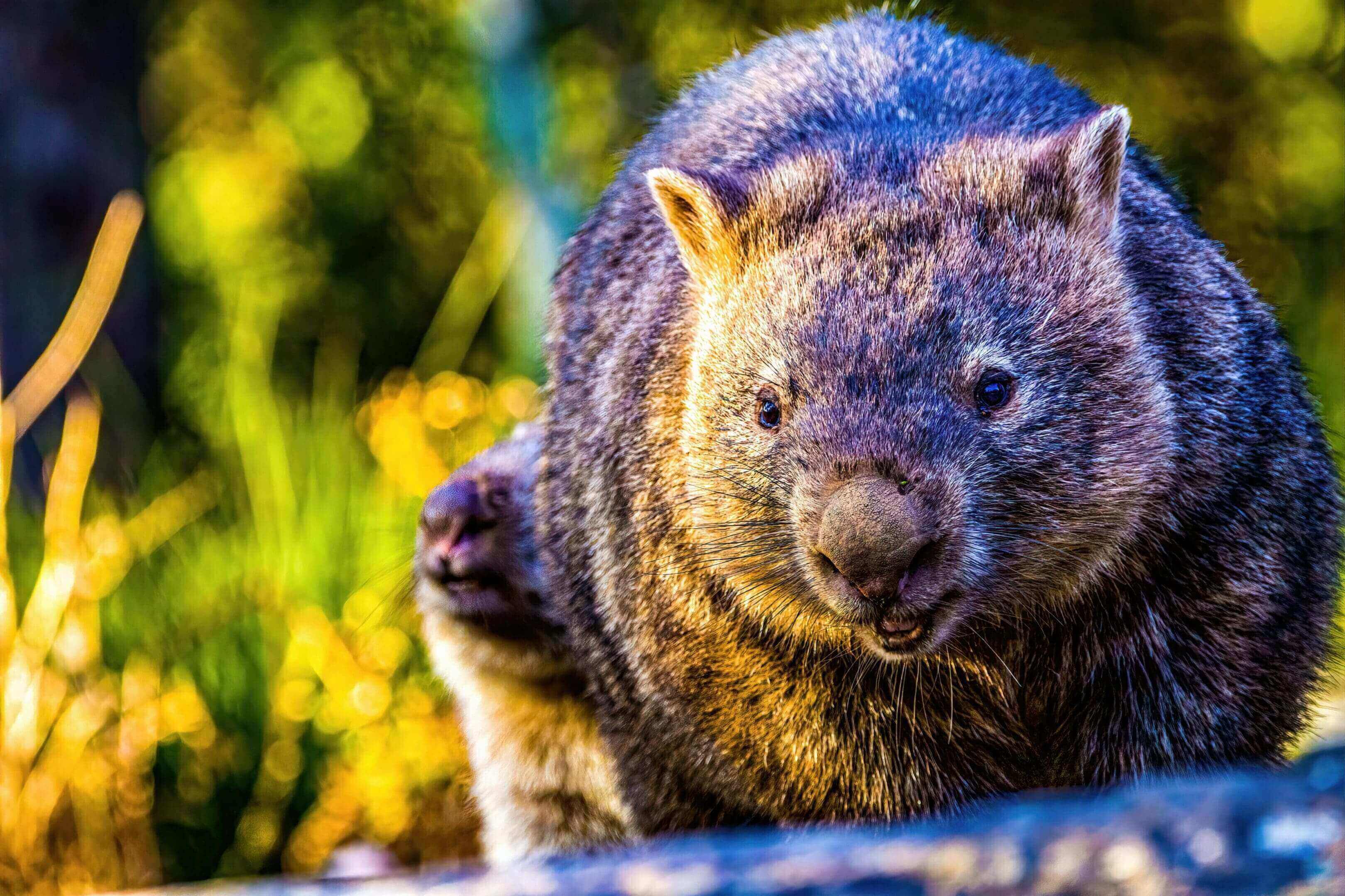 A close up of a wombat on the ground