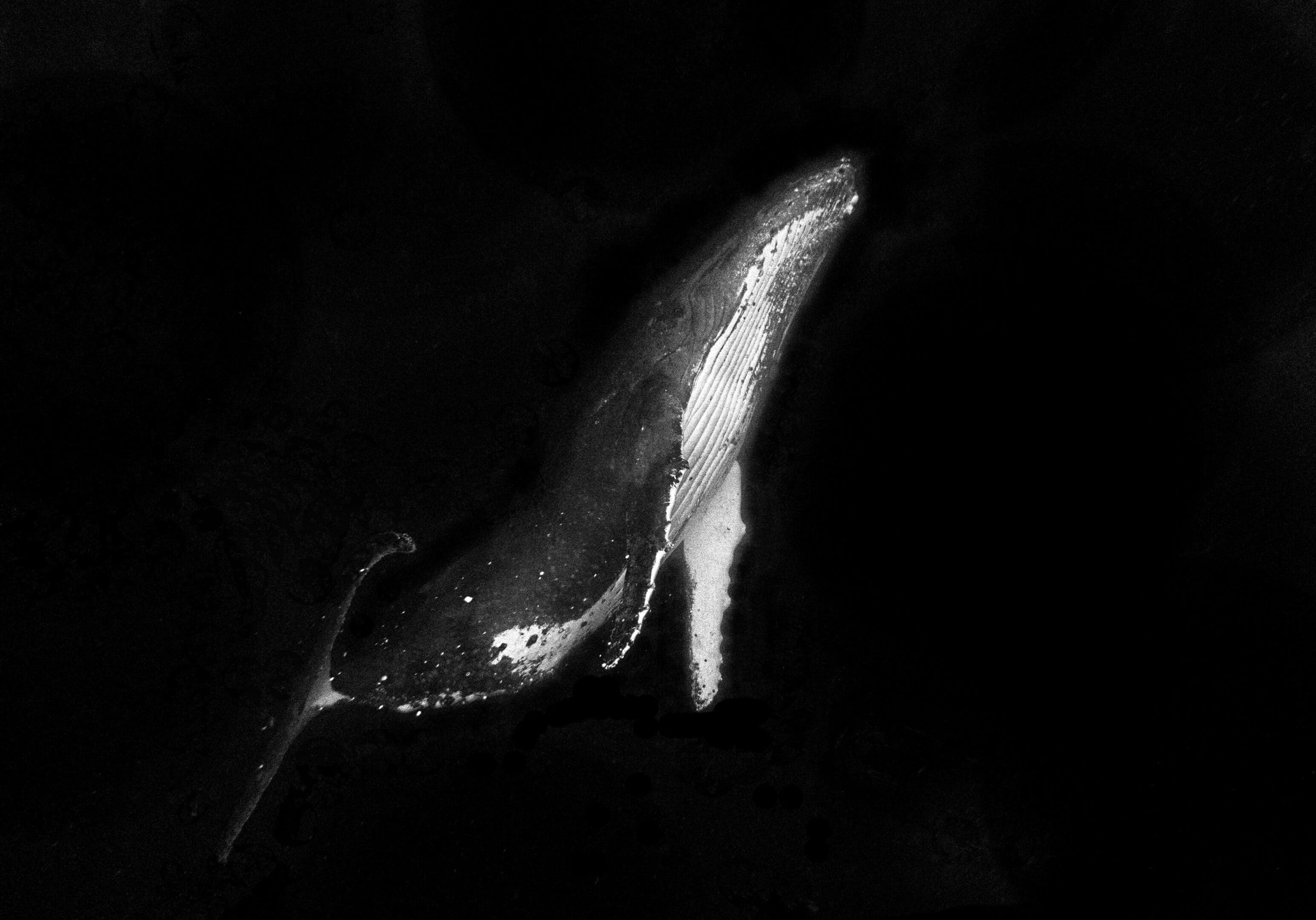 A black and white photo of an animal.