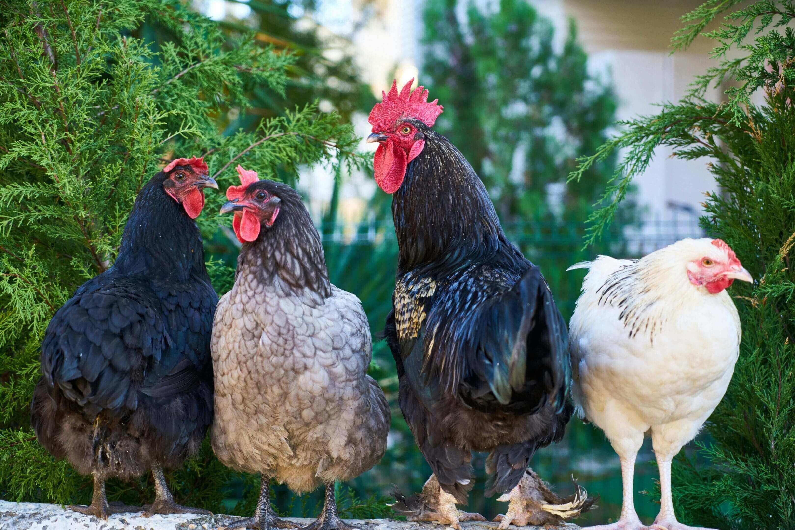 A group of chickens standing next to each other.