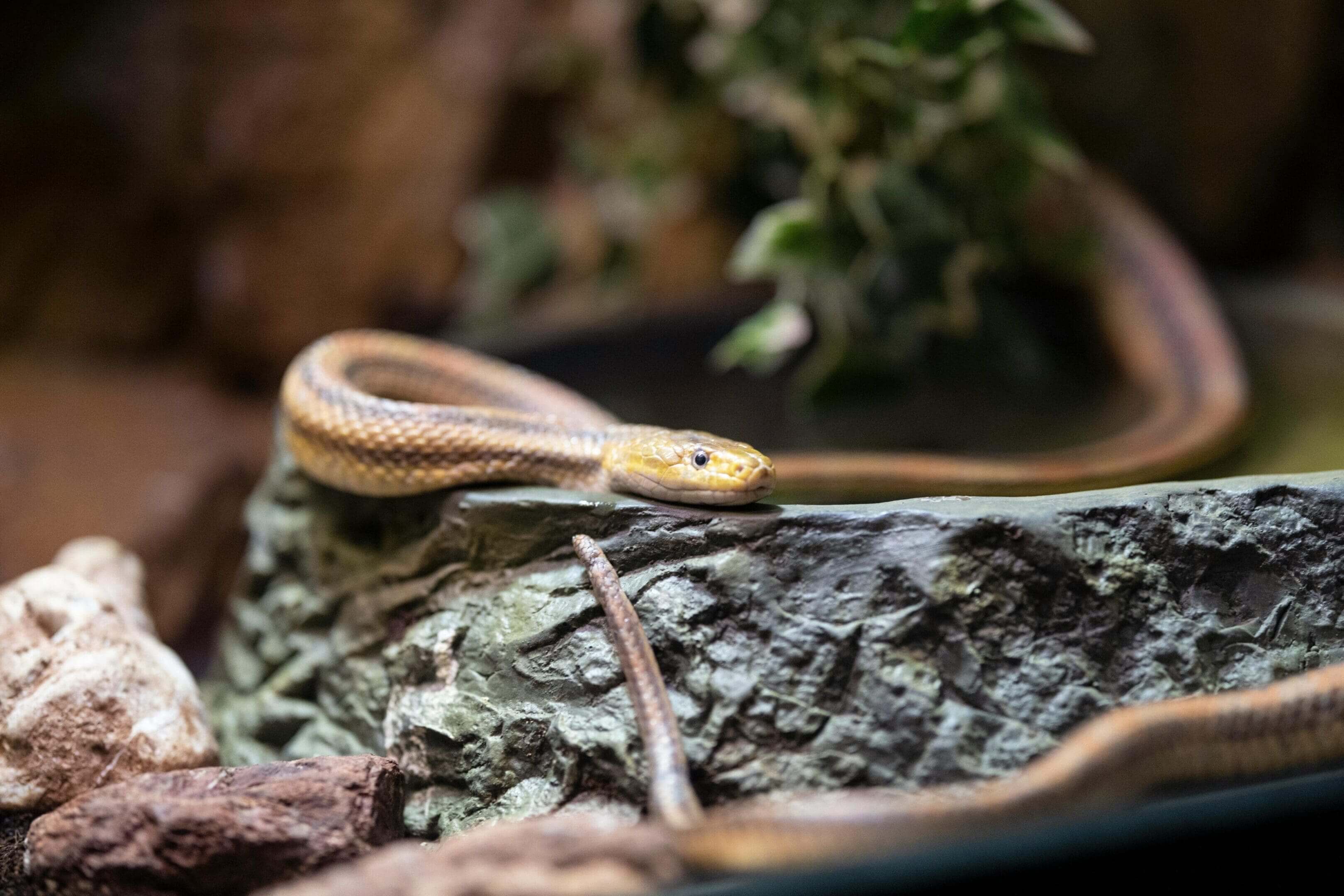 A yellow snake is sitting on the rock
