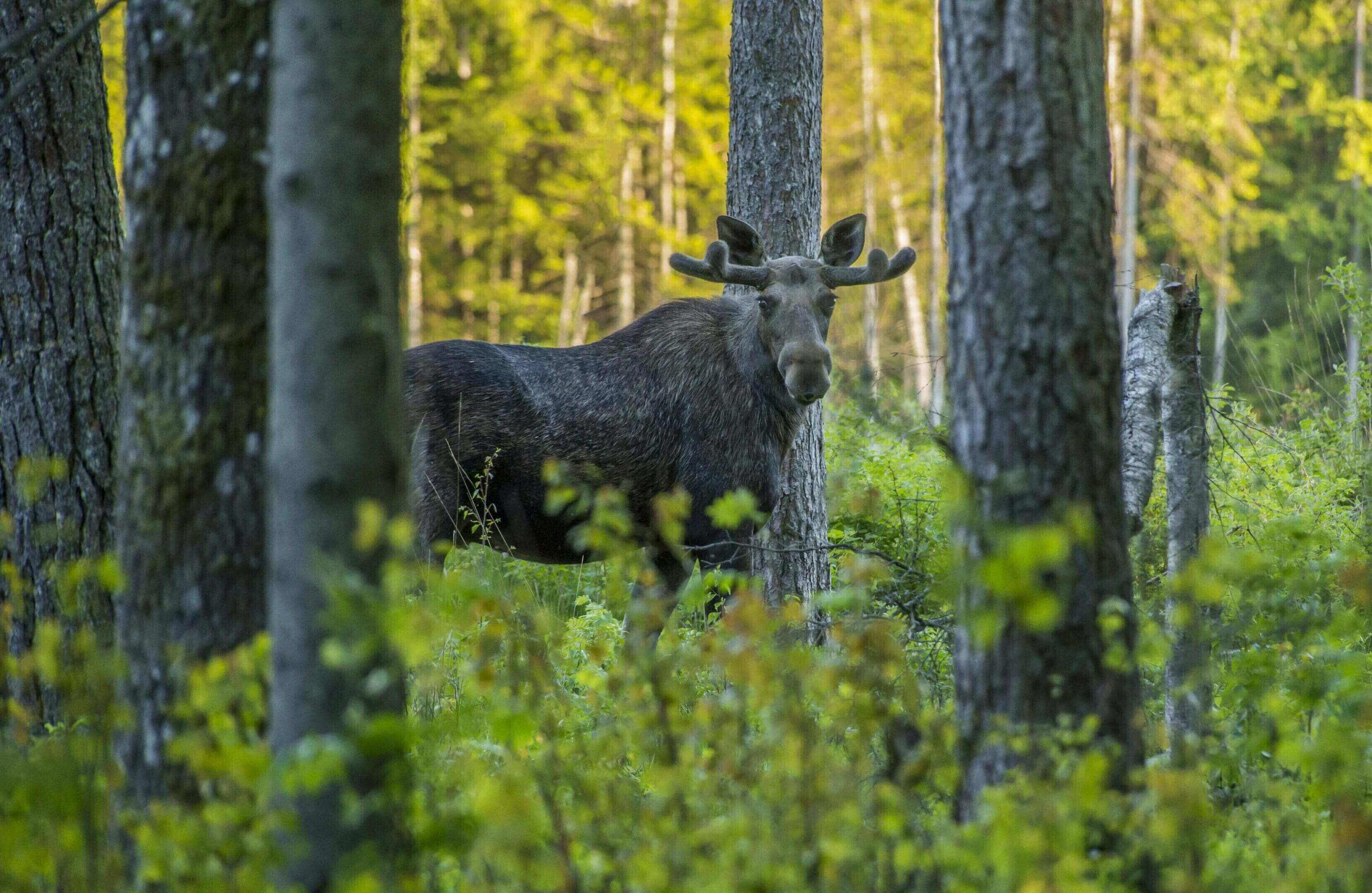A moose standing in the middle of some trees