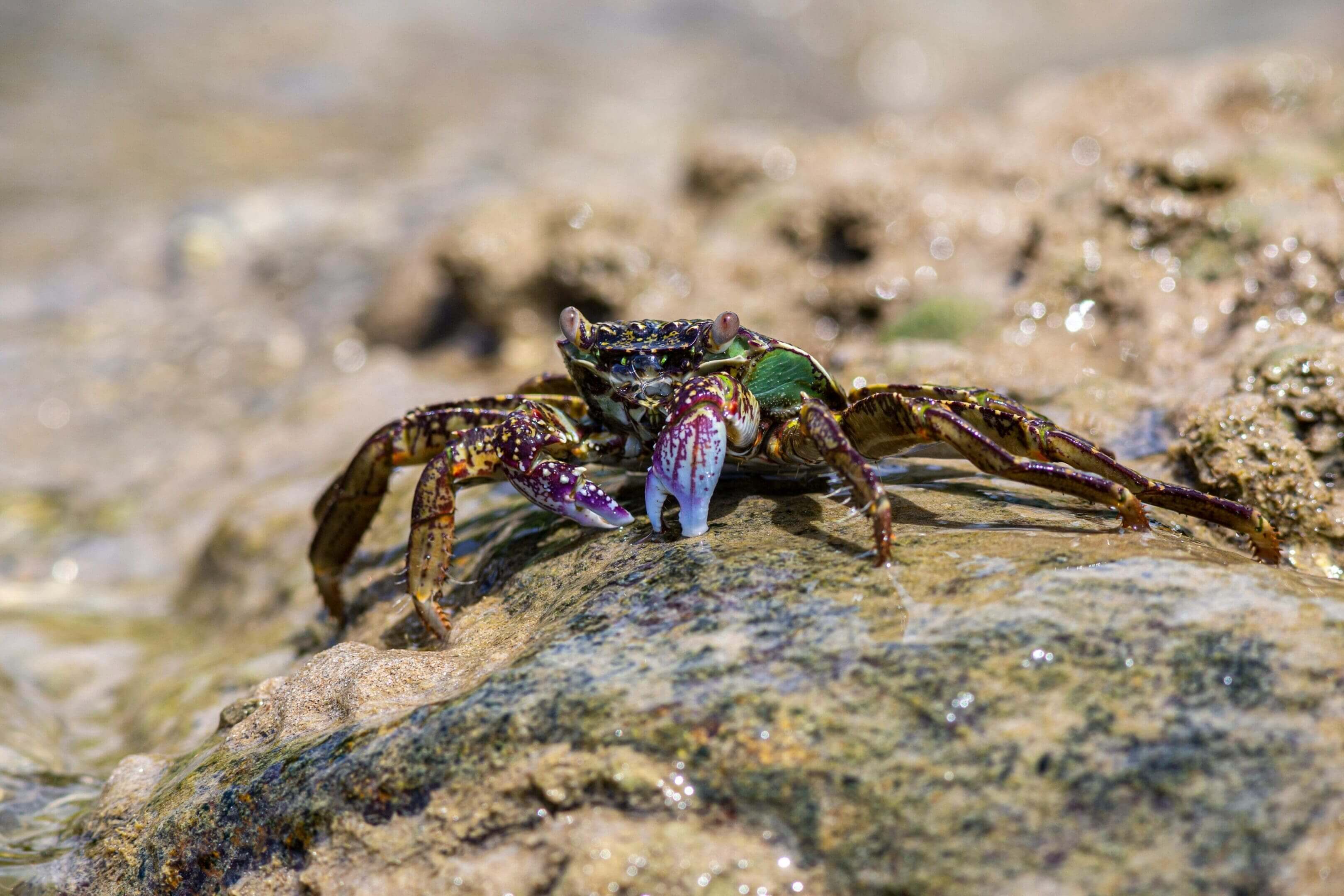 A crab with a flower in its mouth on the beach.