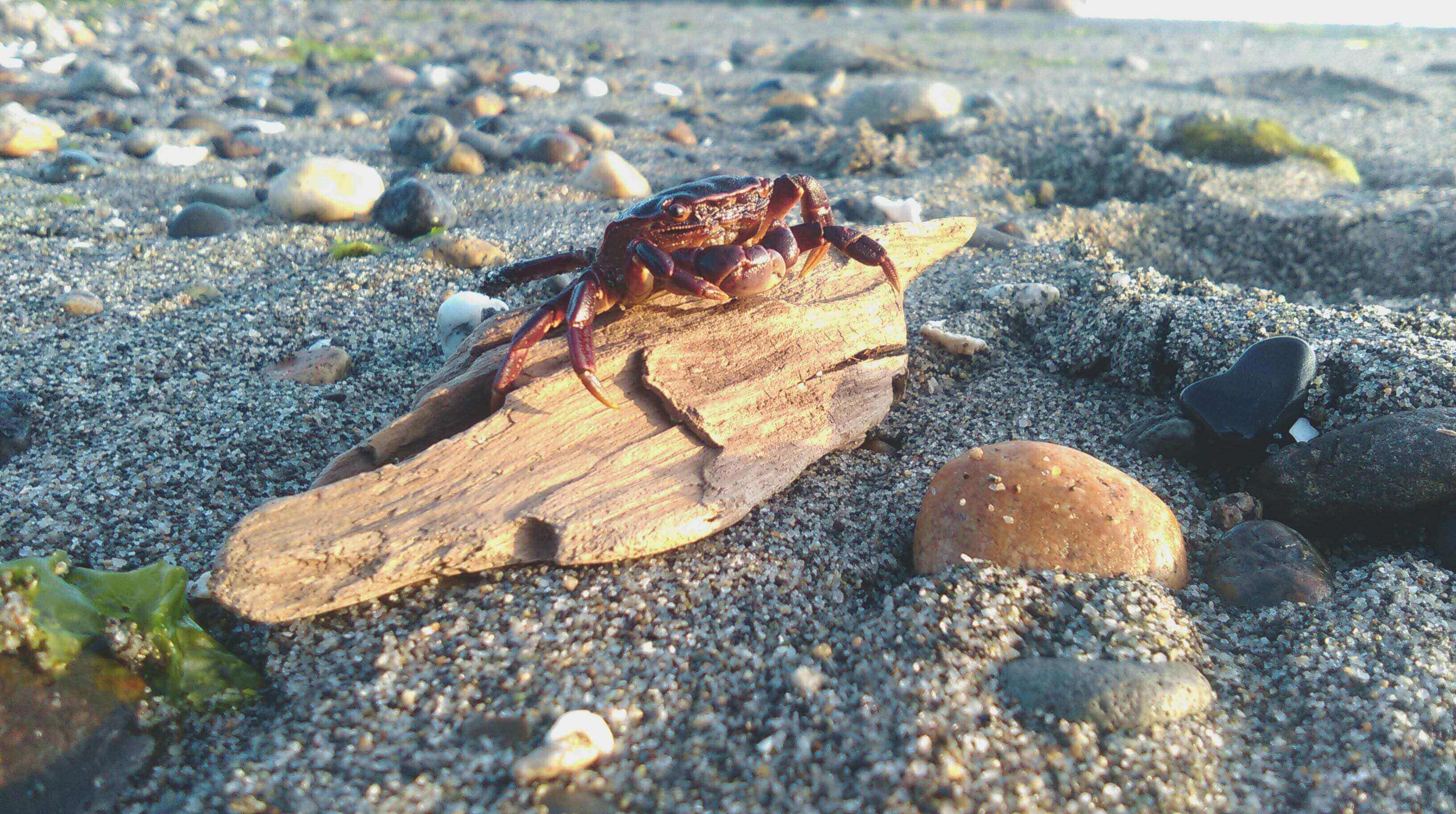 A crab is sitting on the beach next to a piece of wood.