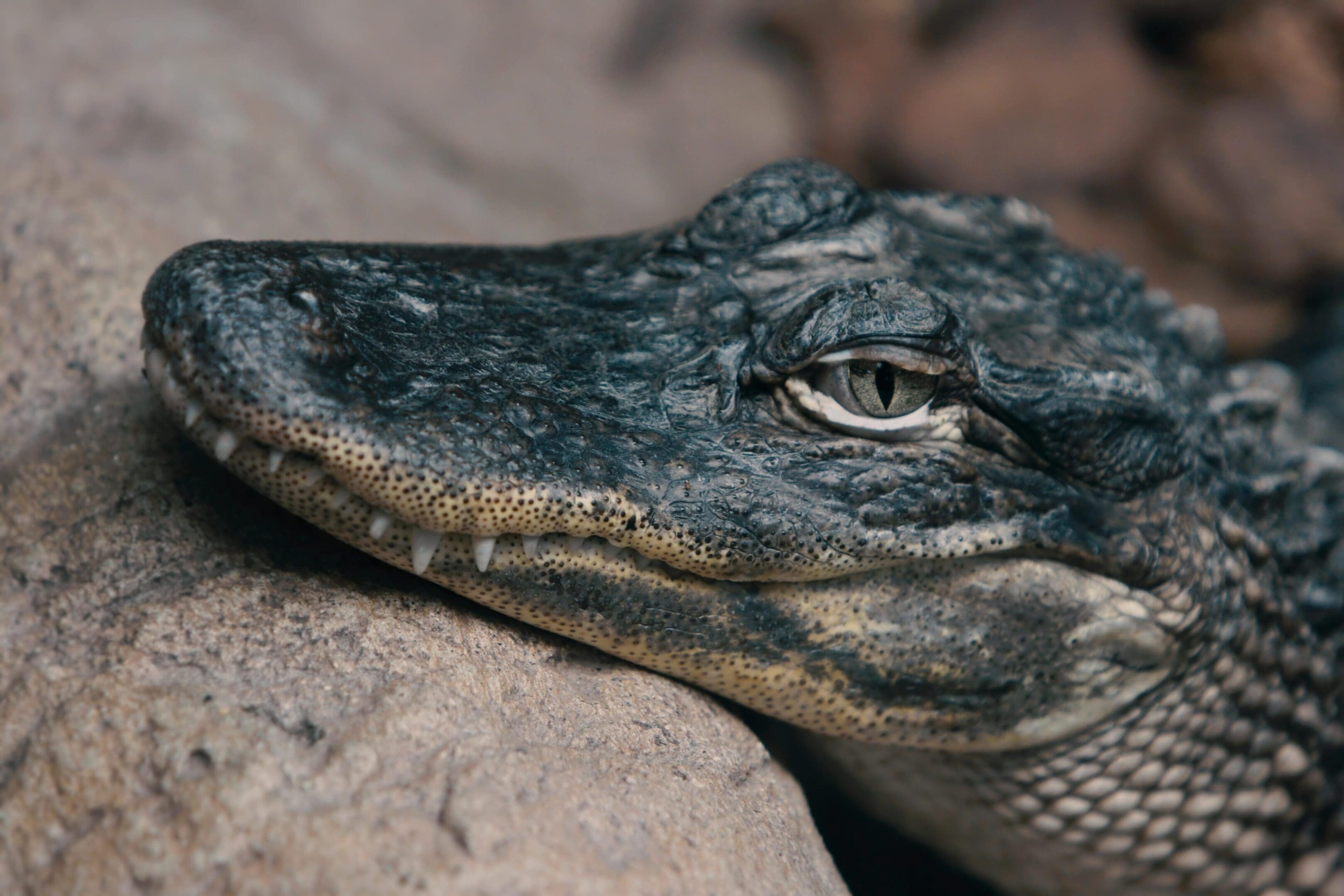 A close up of an alligator 's head on the ground