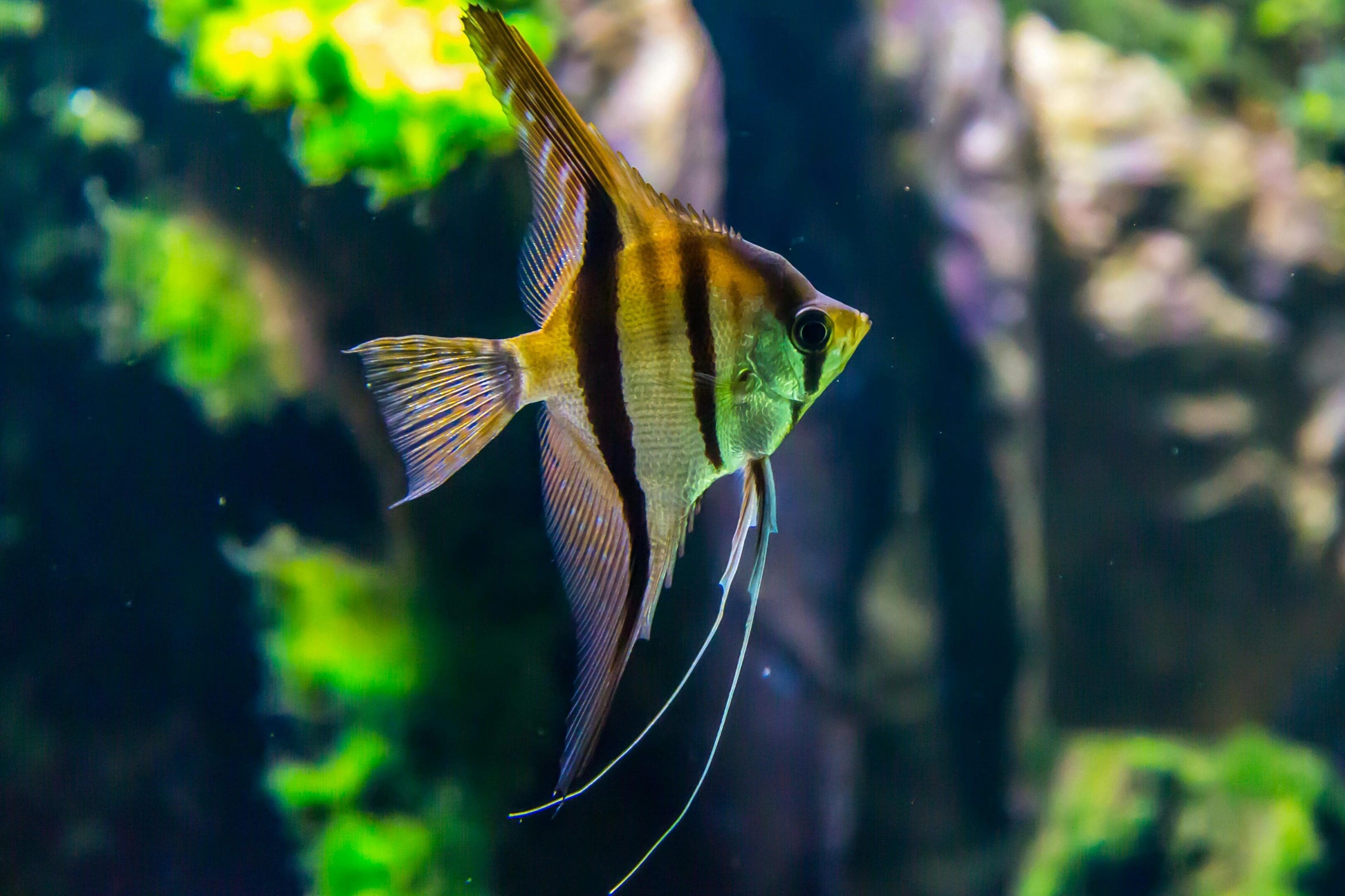 Striped angelfish swimming in aquarium.