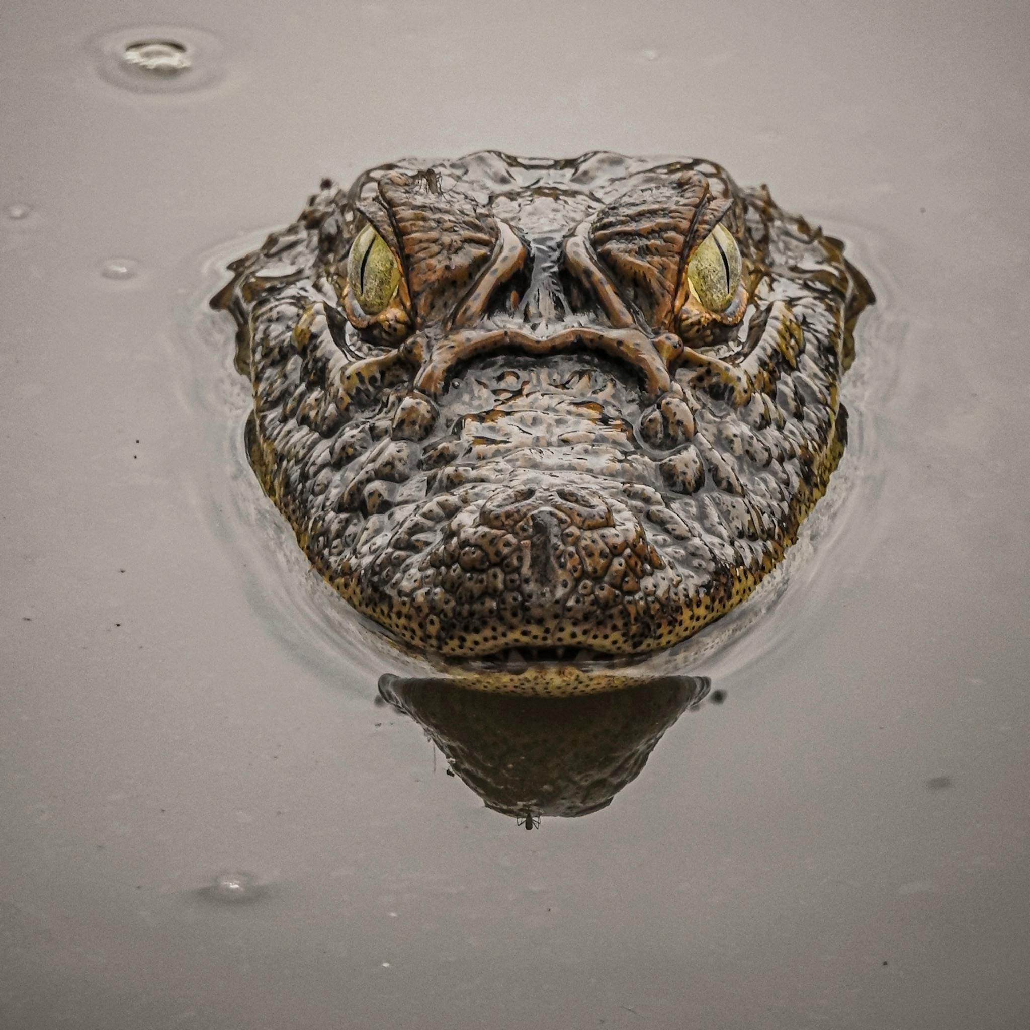 A close up of an animal 's head in the ceiling