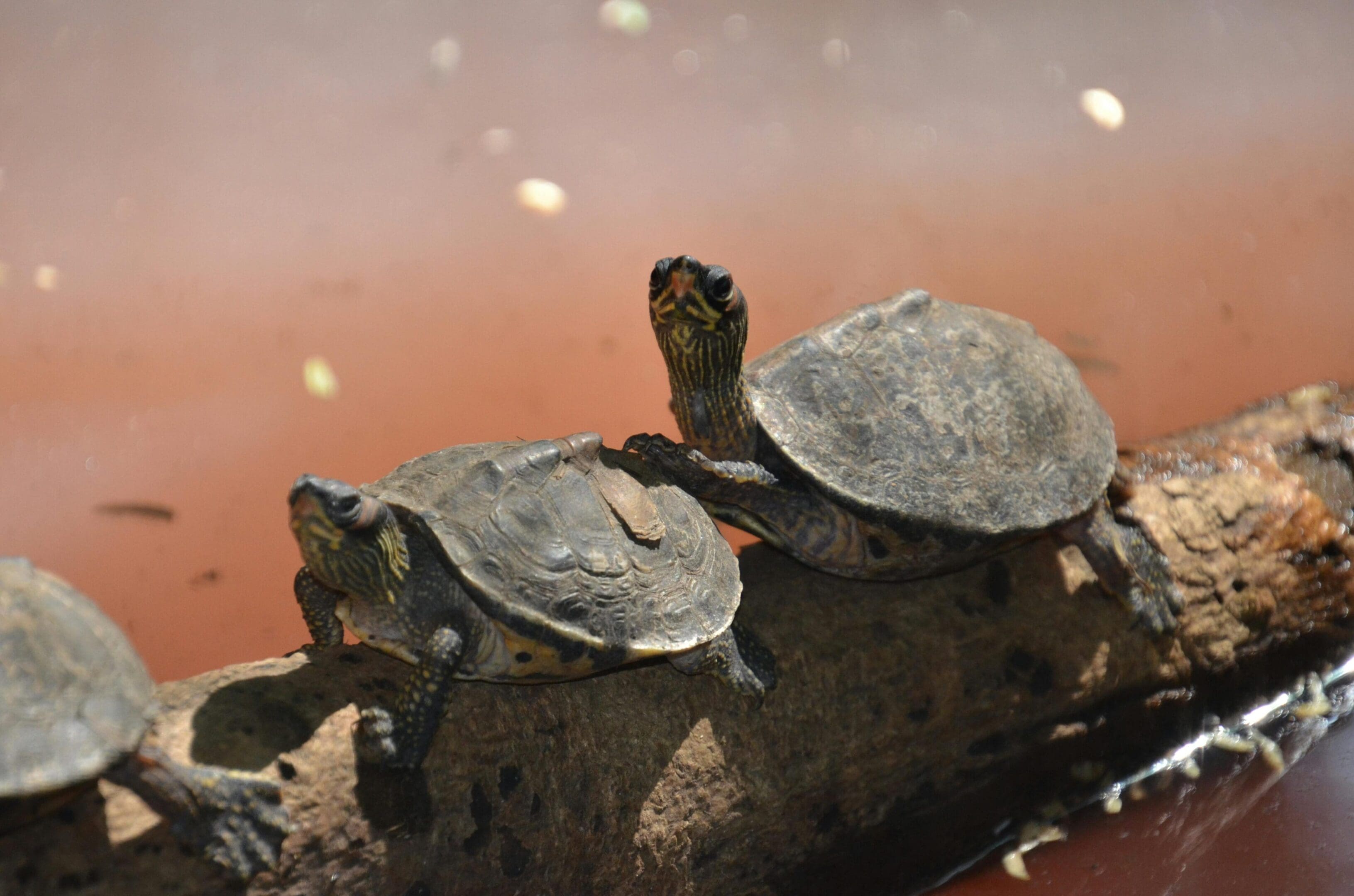 Two turtles are sitting on a ledge.
