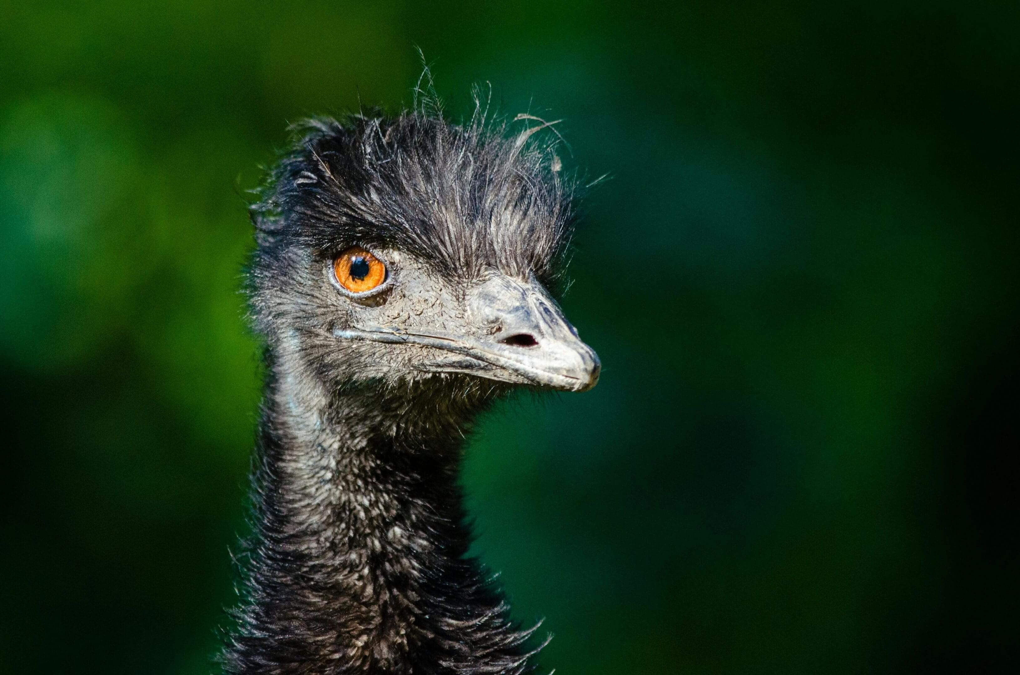 Emu portrait, dark feathers, orange eye.