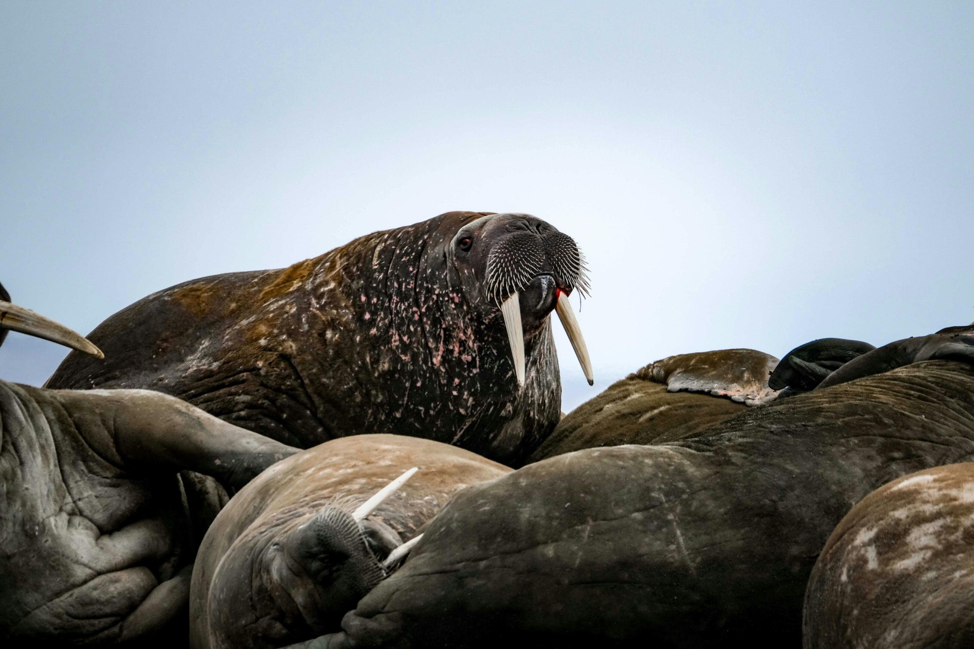 Walrus herd resting on the beach.