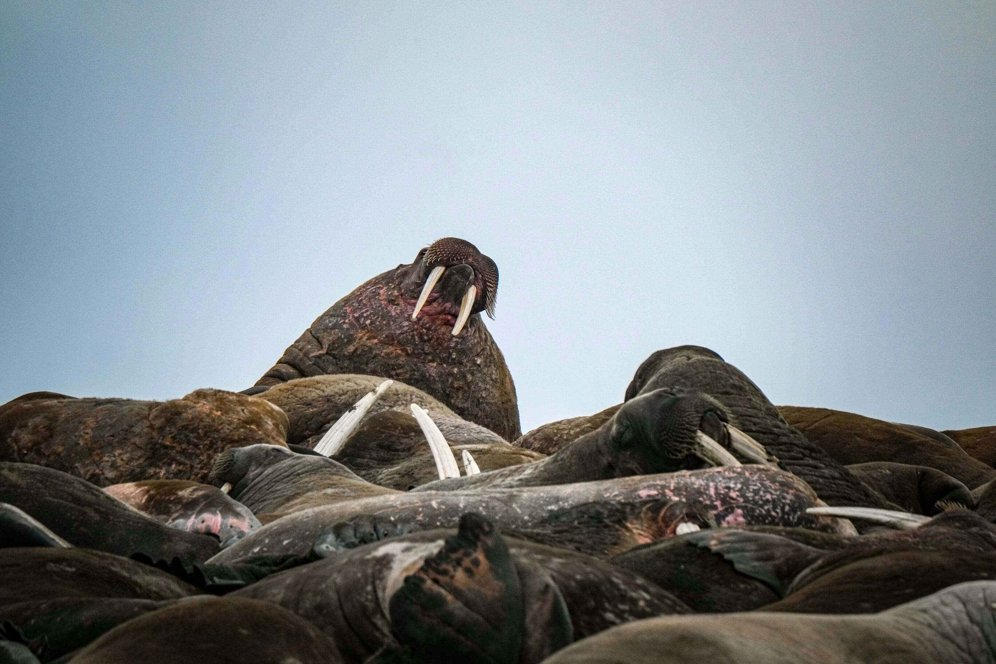 Walrus herd on beach, one prominent.