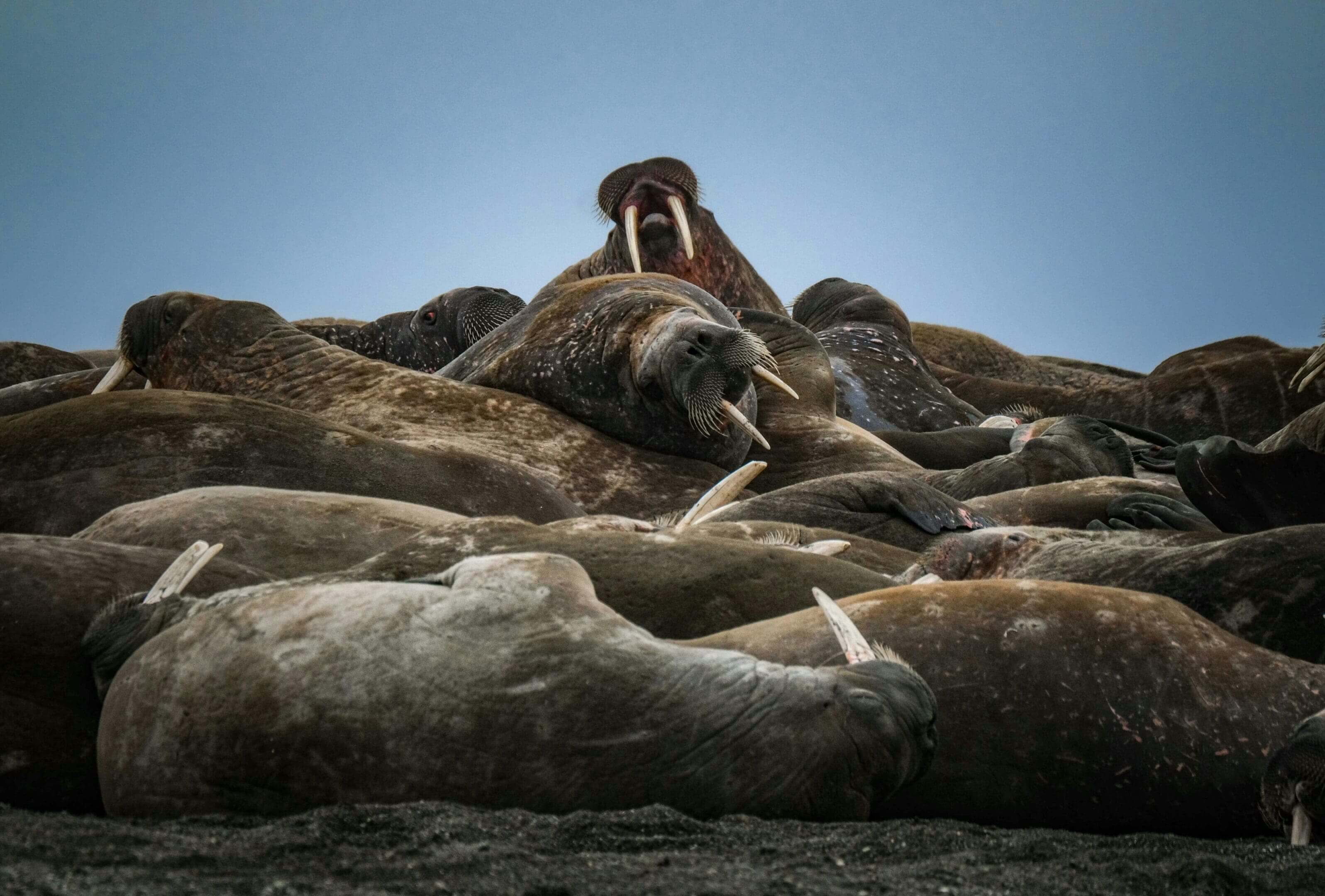 Walruses huddled together on beach.