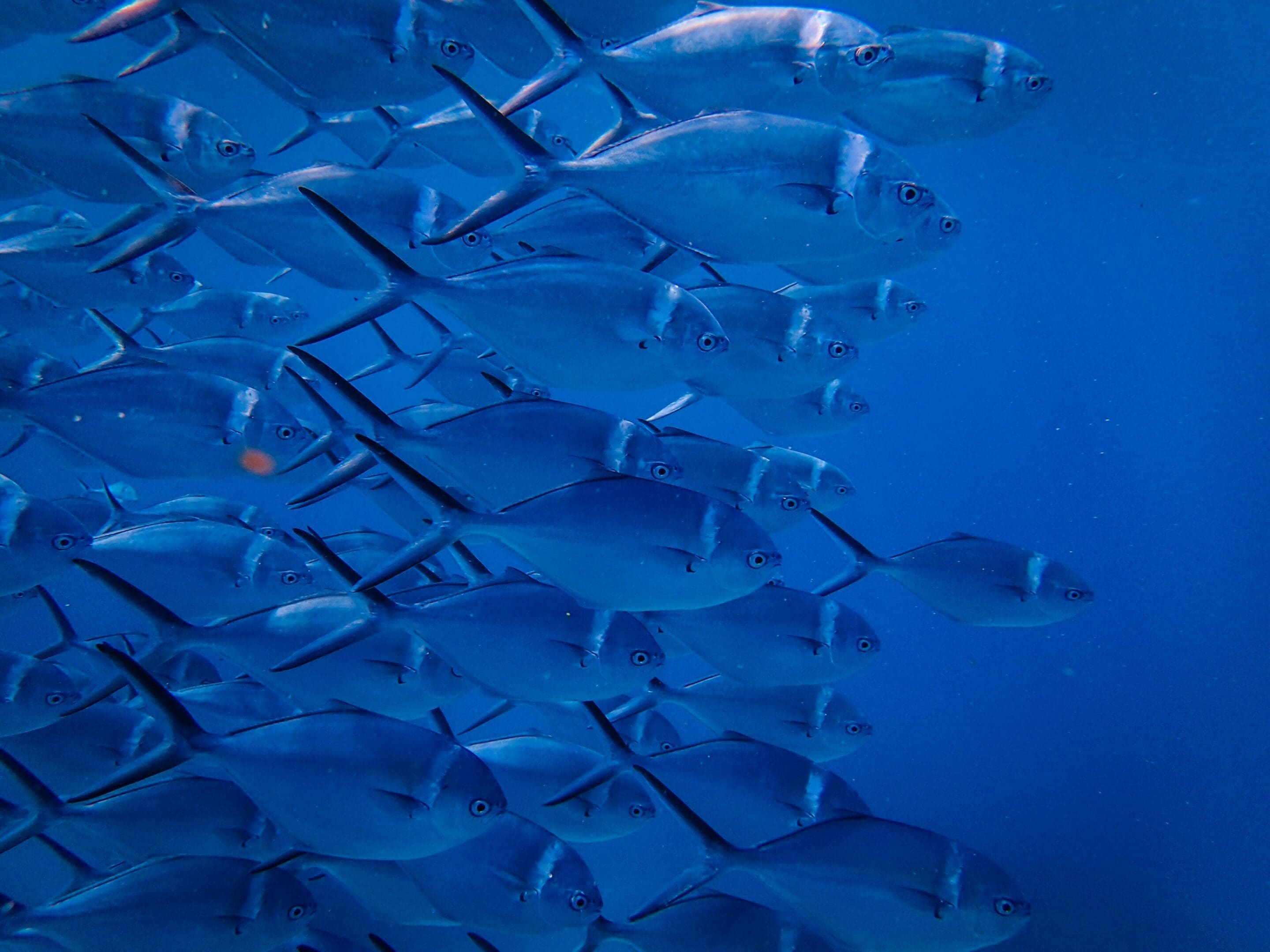 School of fish swimming underwater.