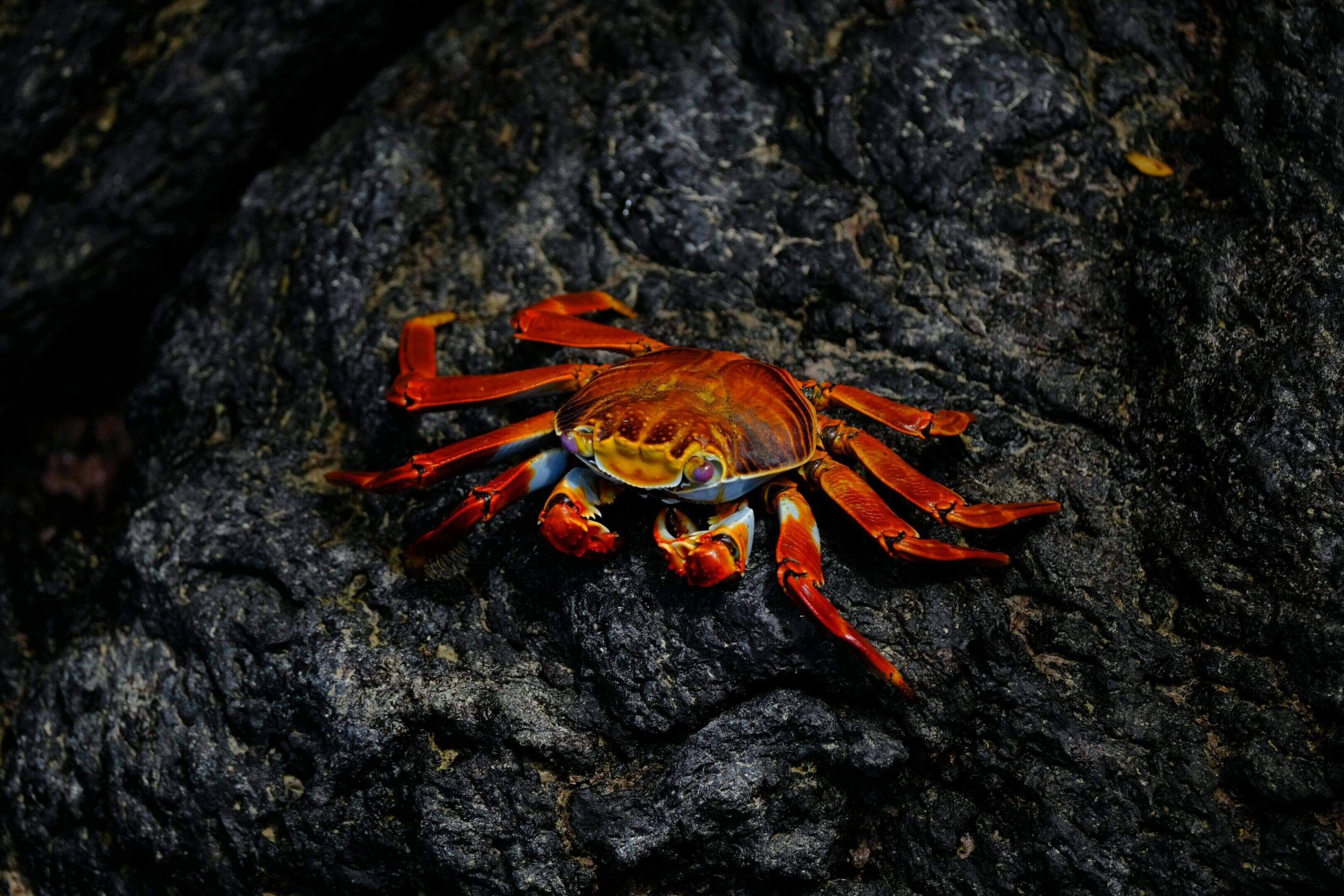 A crab is sitting on the rocks of a tree.