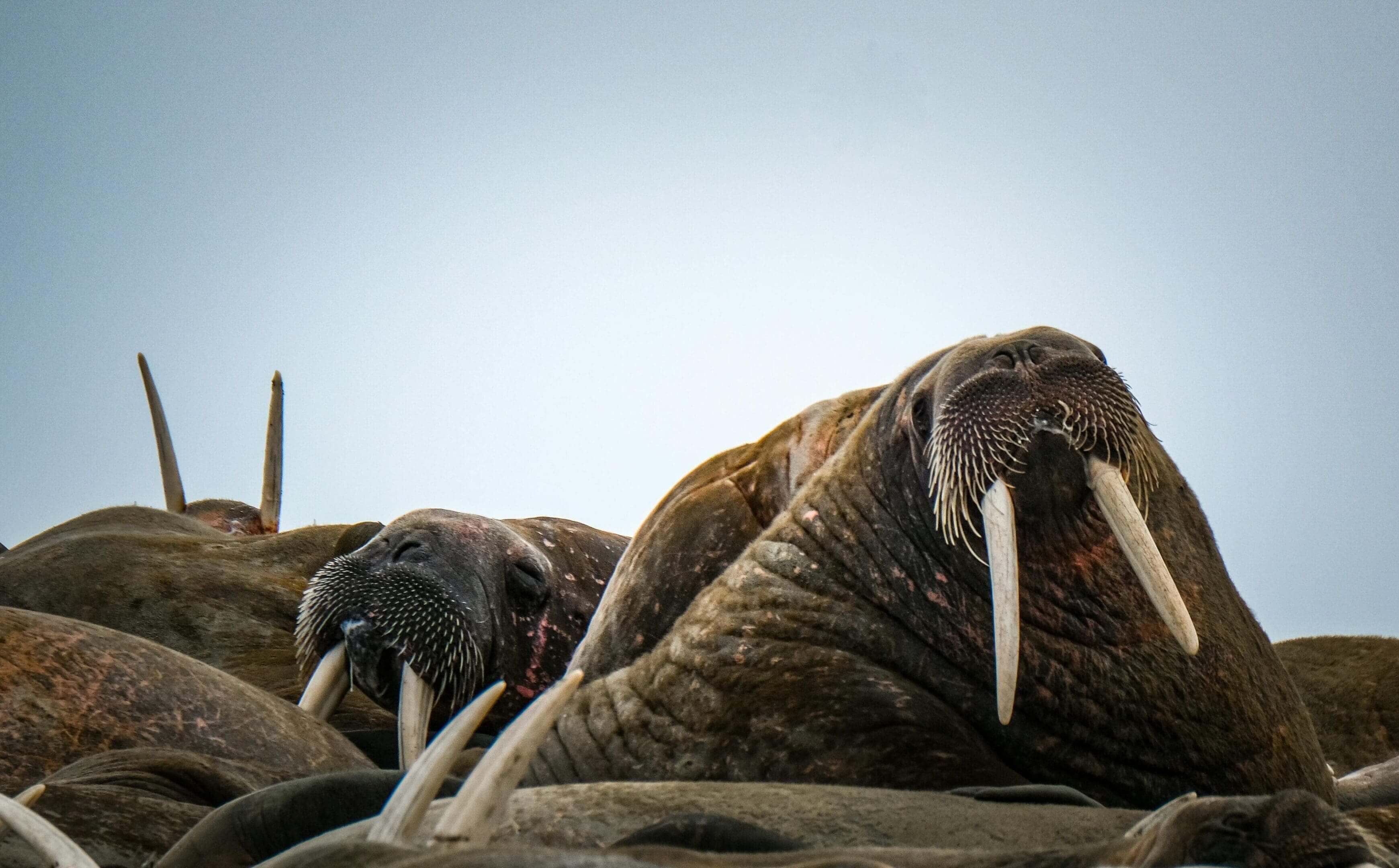 Walruses resting on beach.