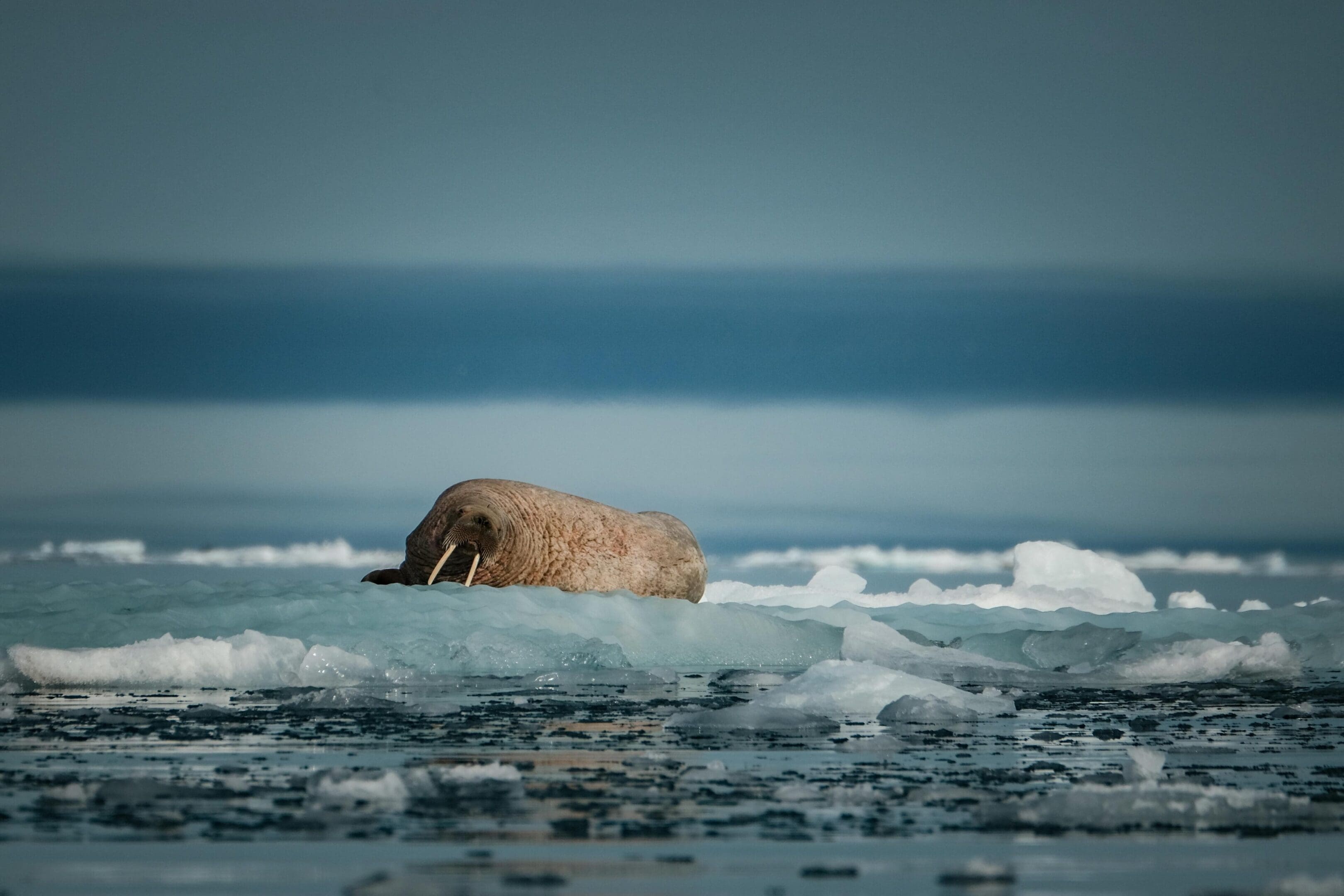 Walrus resting on Arctic ice floe.