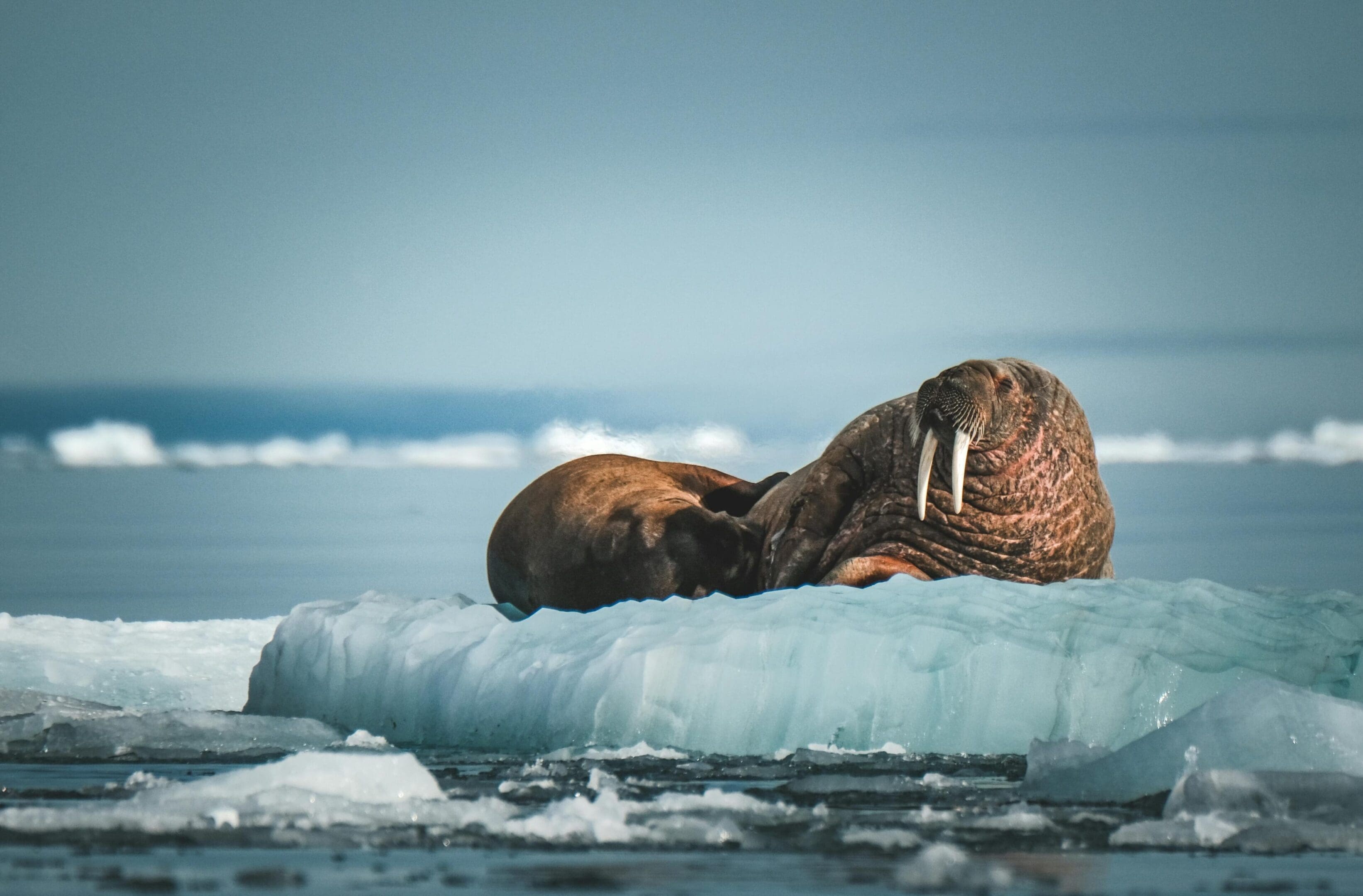 Walruses resting on Arctic ice floe.