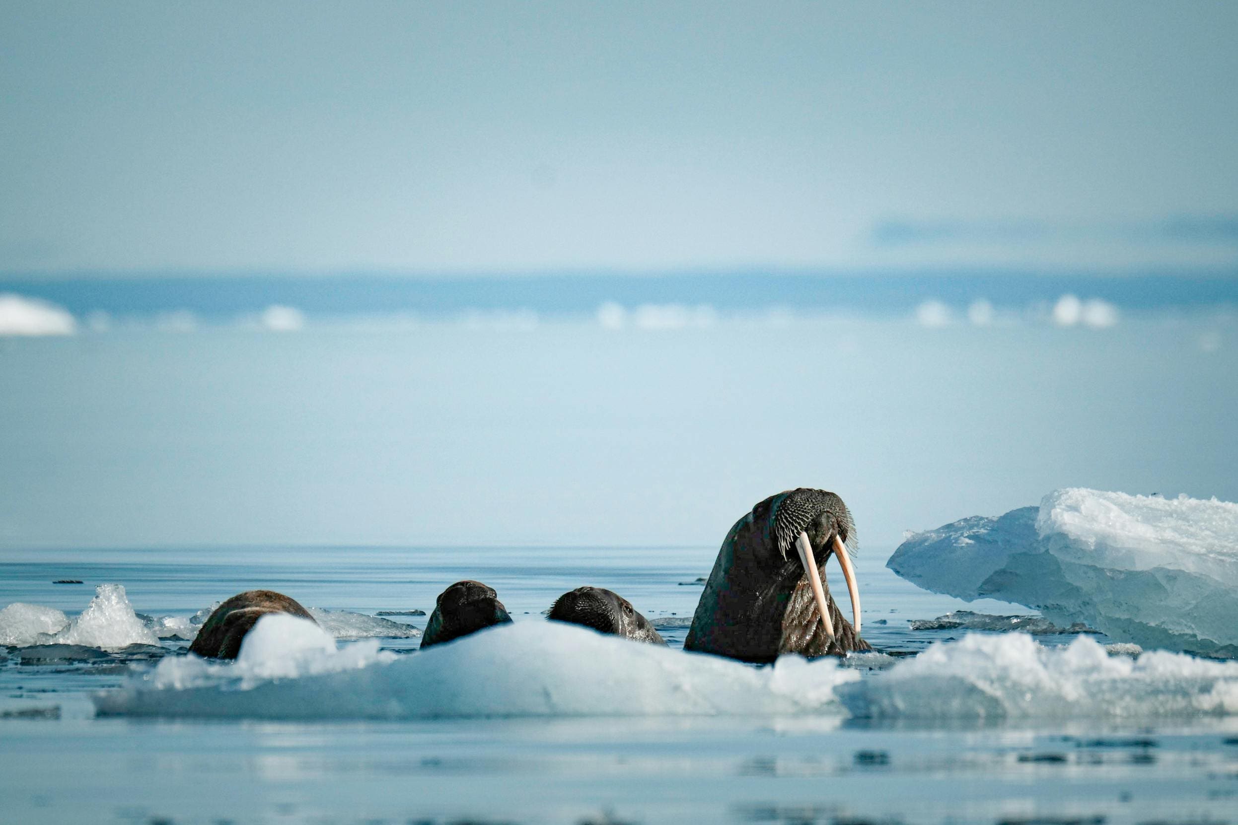 Walruses in icy Arctic waters.