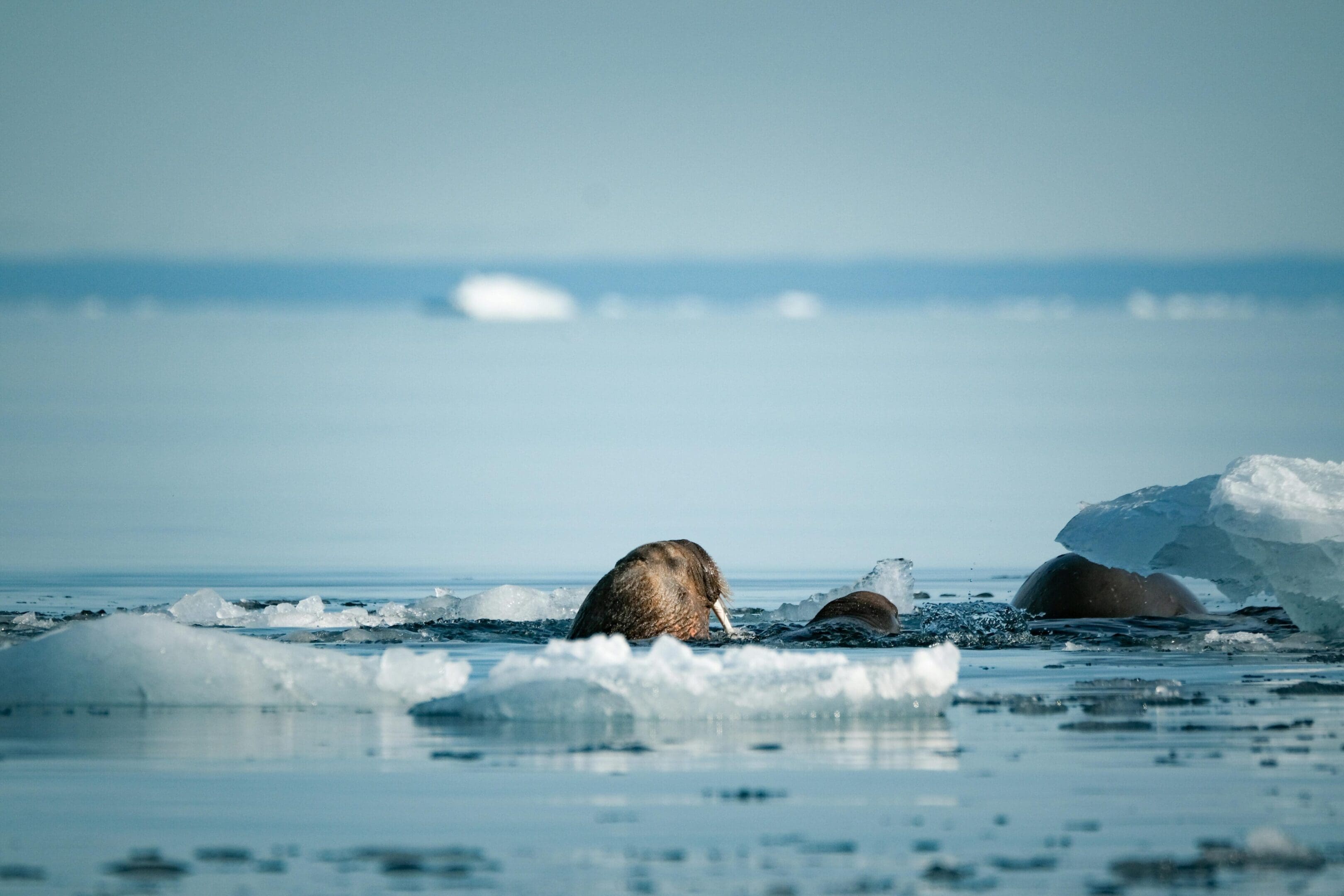 Walruses swimming amongst ice floes.