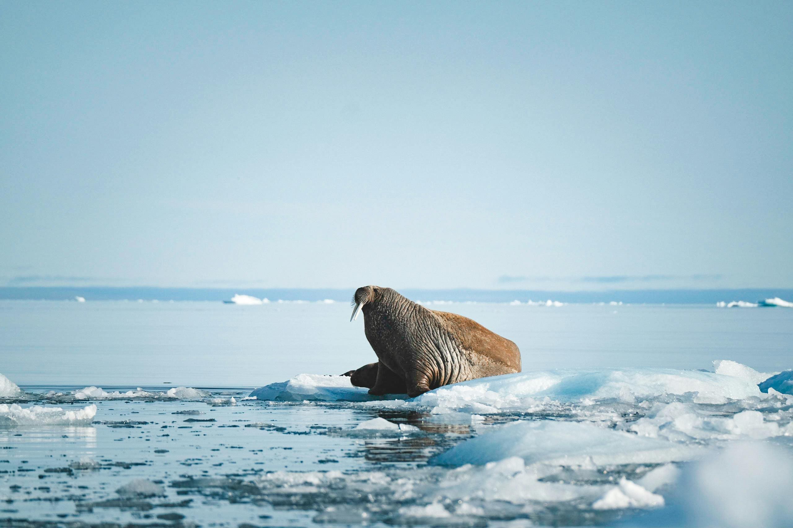 Walrus resting on Arctic ice floe.