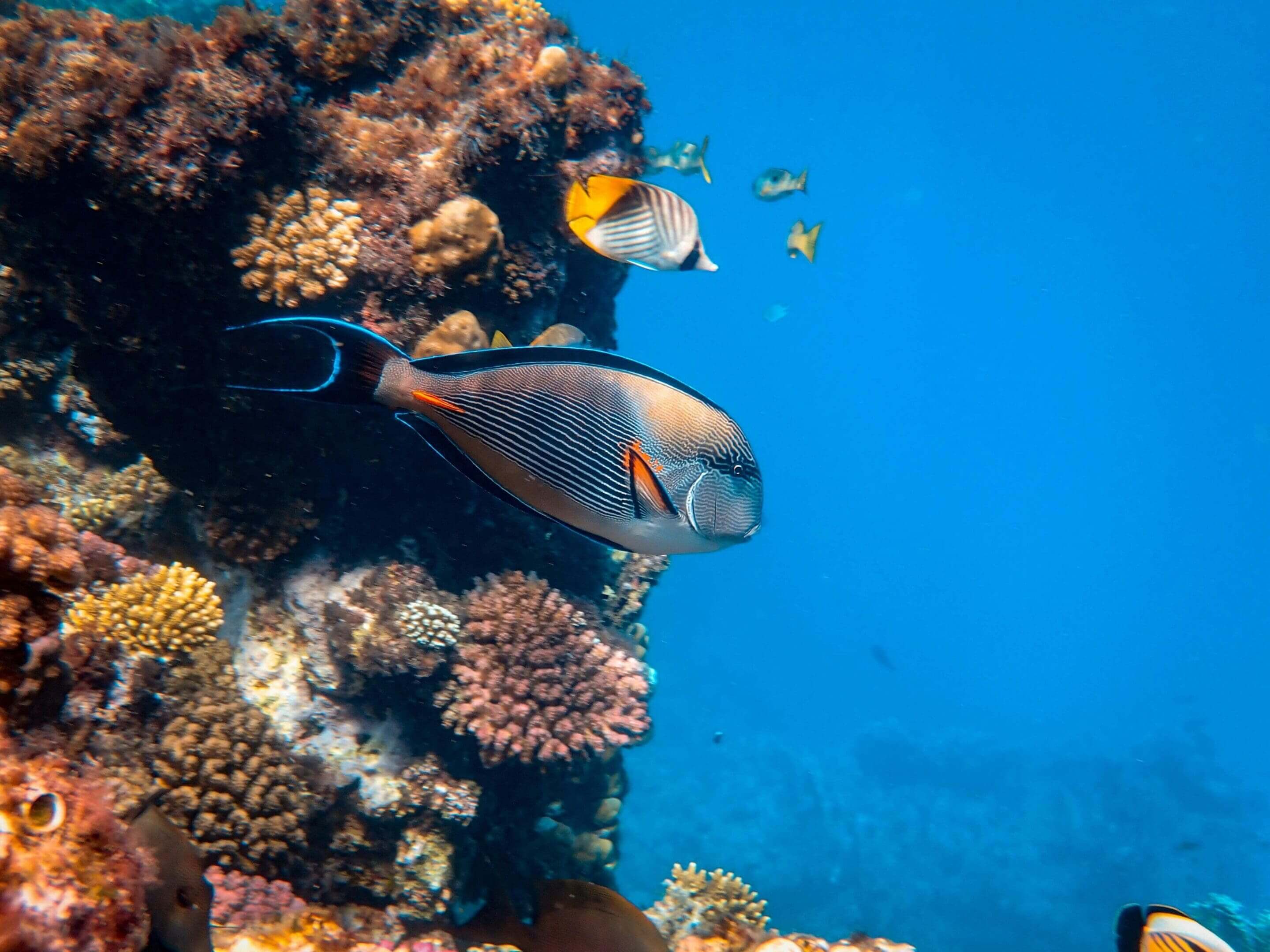 Striped surgeonfish swims near coral reef.