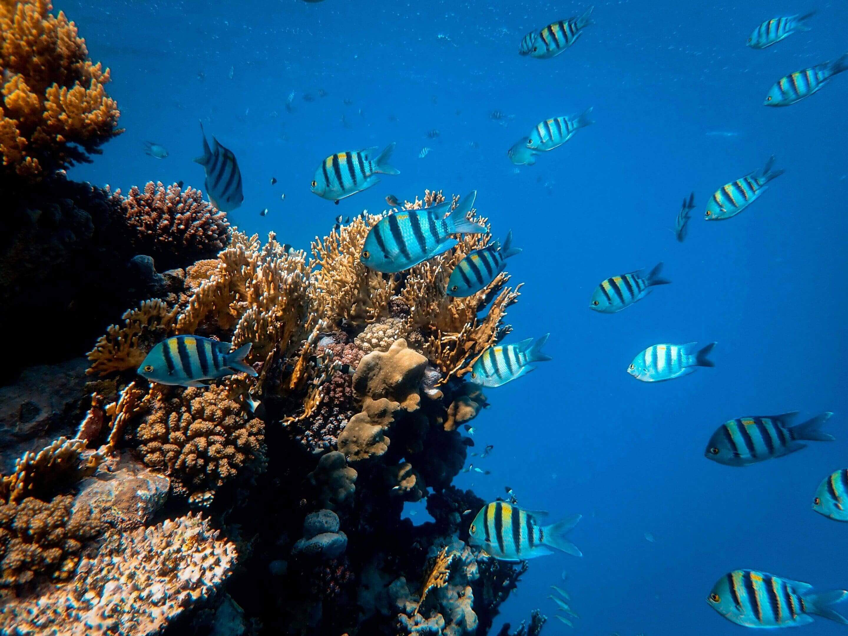 Striped fish swimming near coral reef.