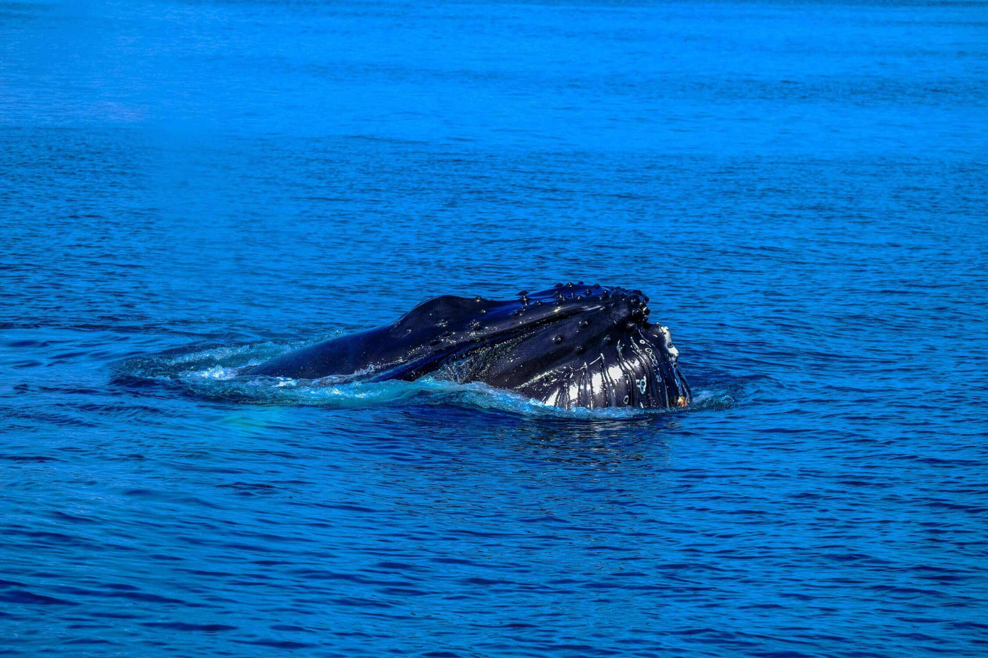 A whale is swimming in the ocean.