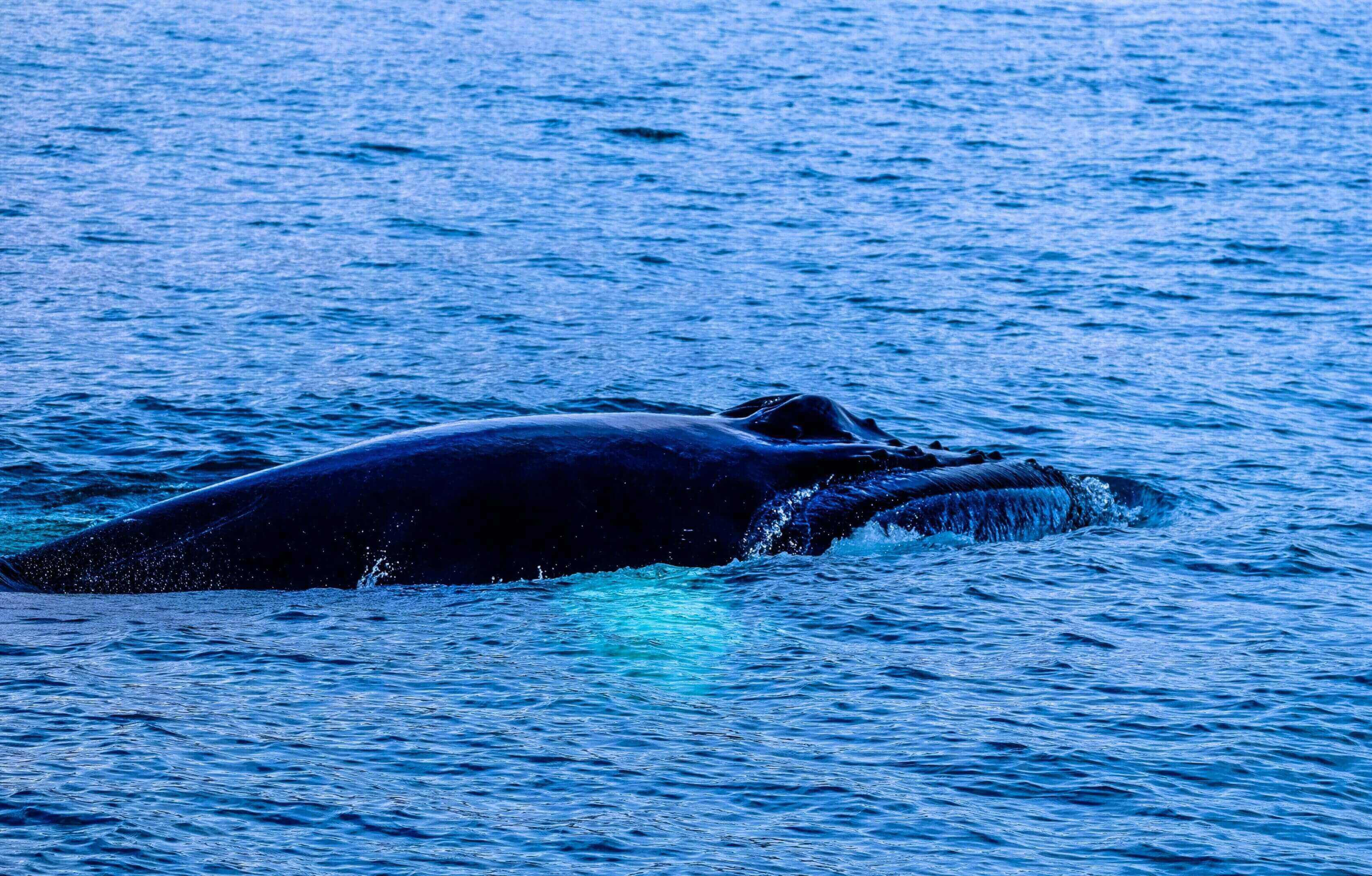A whale is swimming in the ocean at dusk.