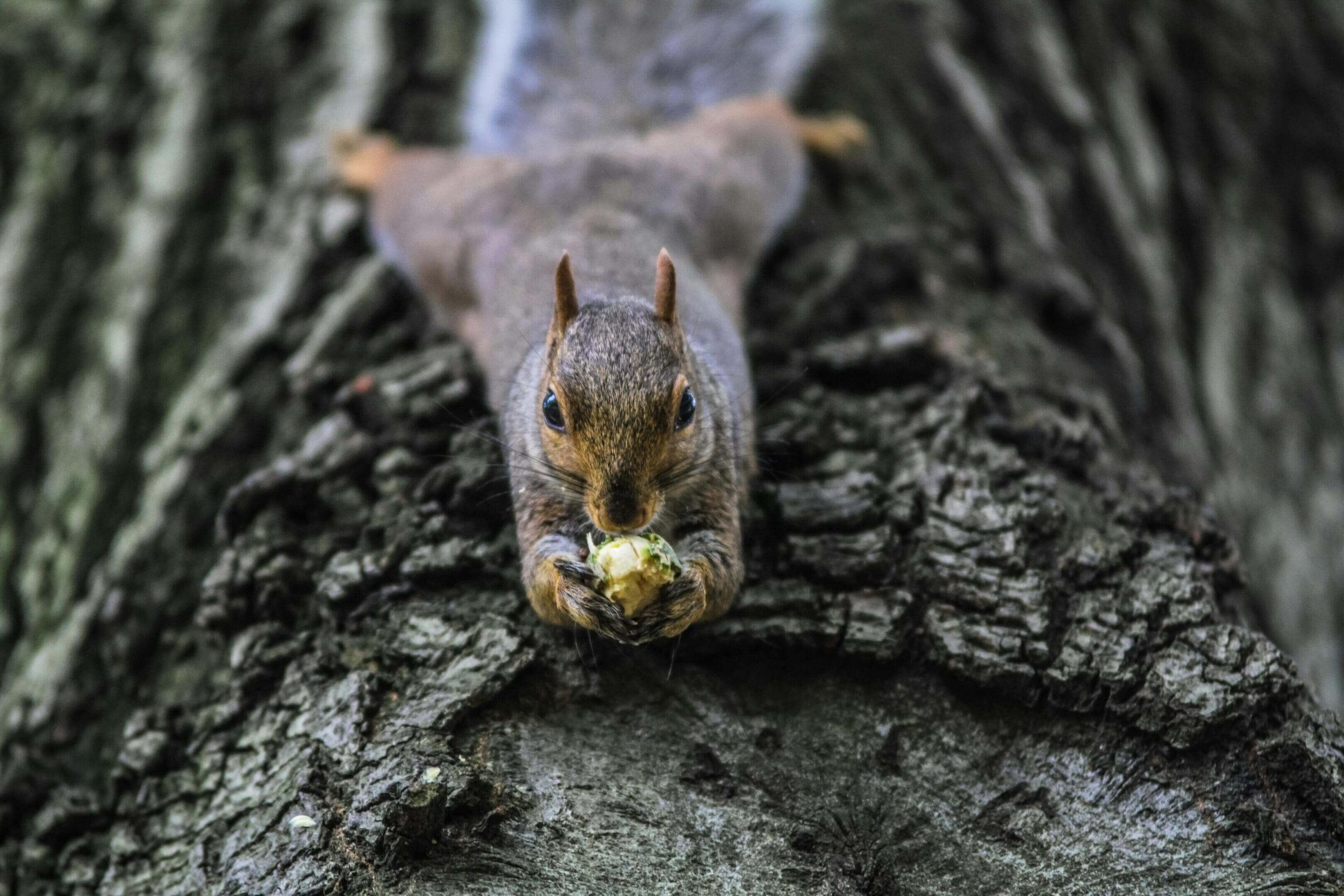 A squirrel is eating something on the bark of a tree.