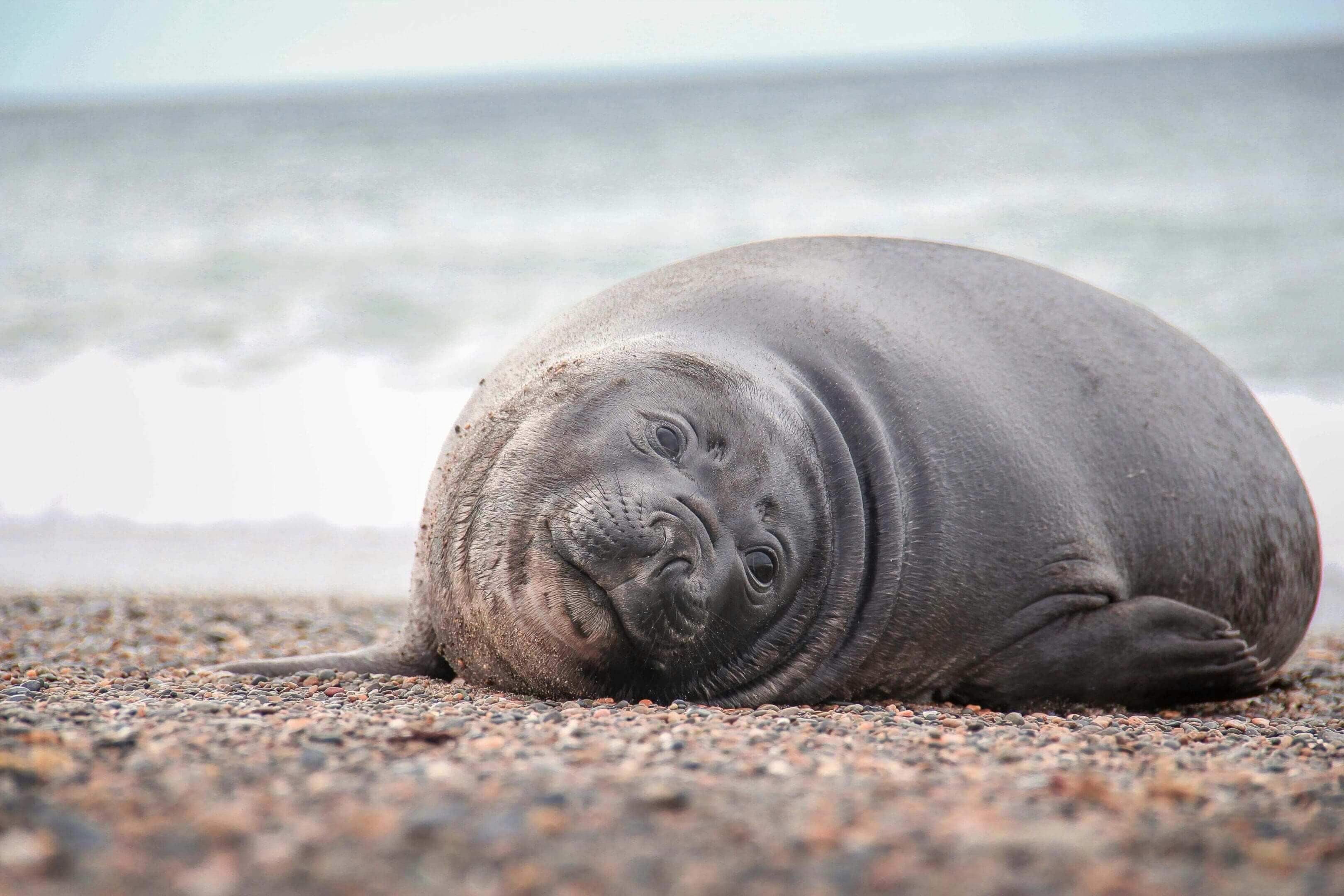 A seal laying on the beach near the ocean.