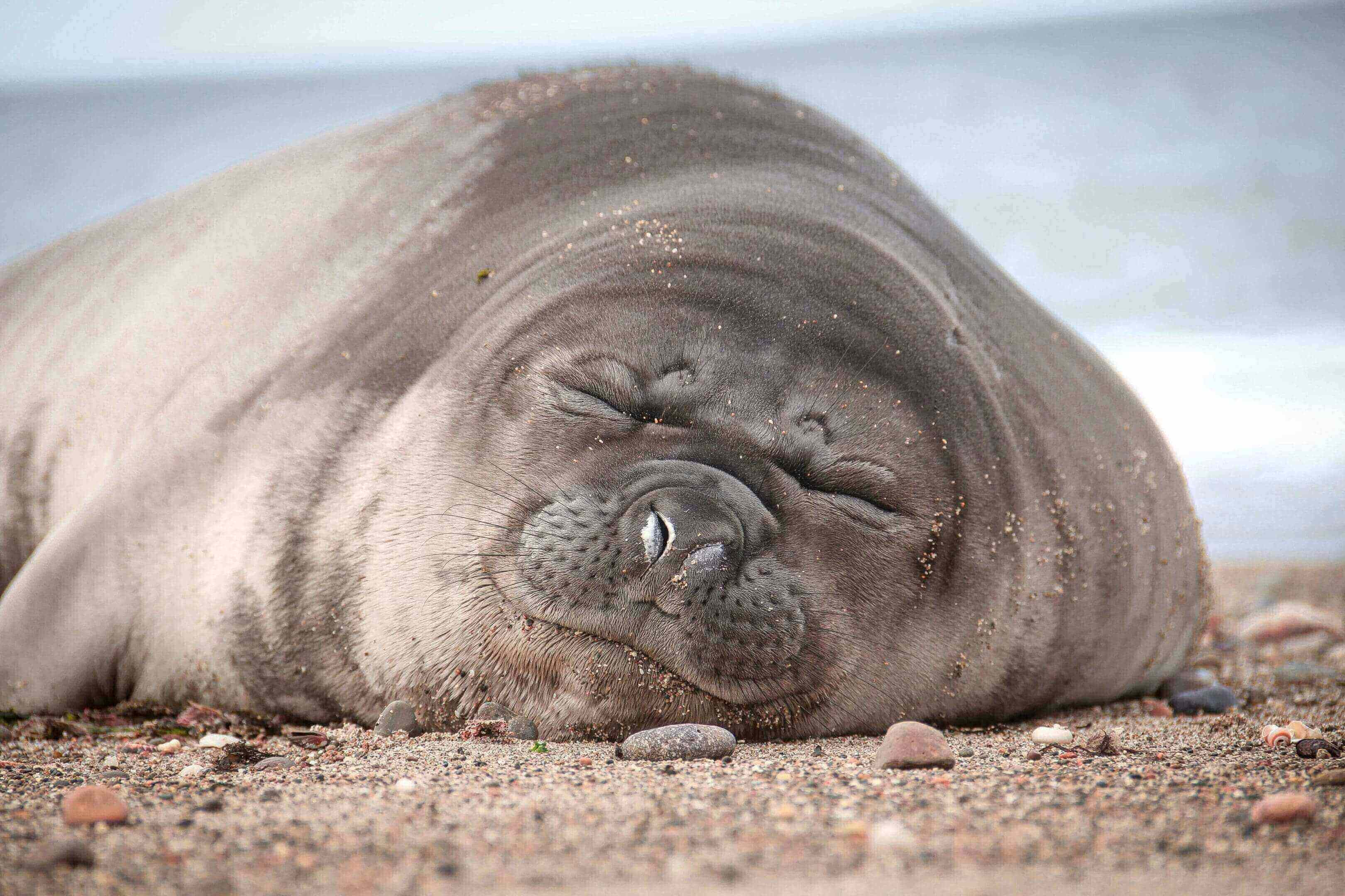 A seal laying on the beach with its head down.