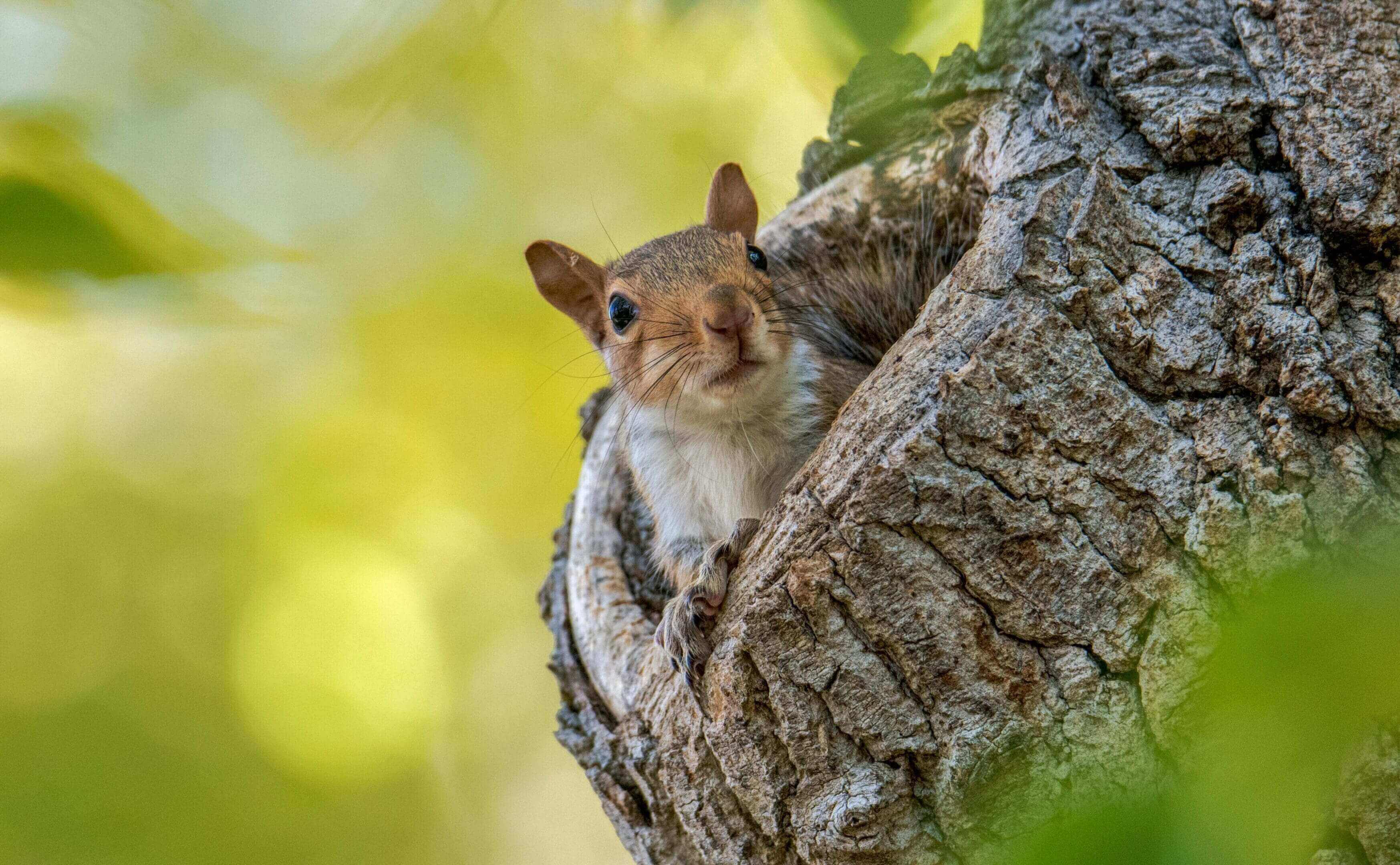 A squirrel is sitting in the tree