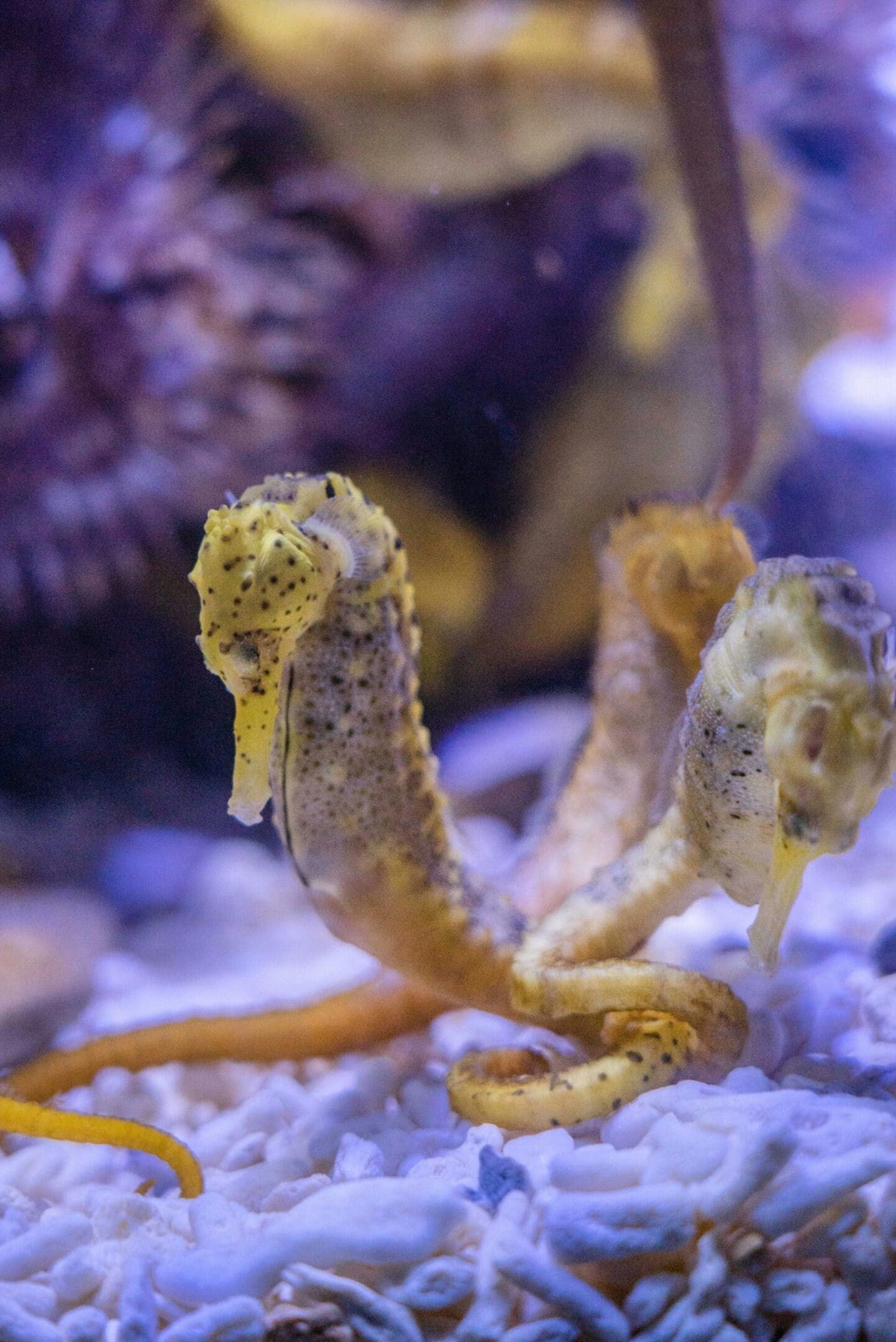 A close up of two seahorses in the water.