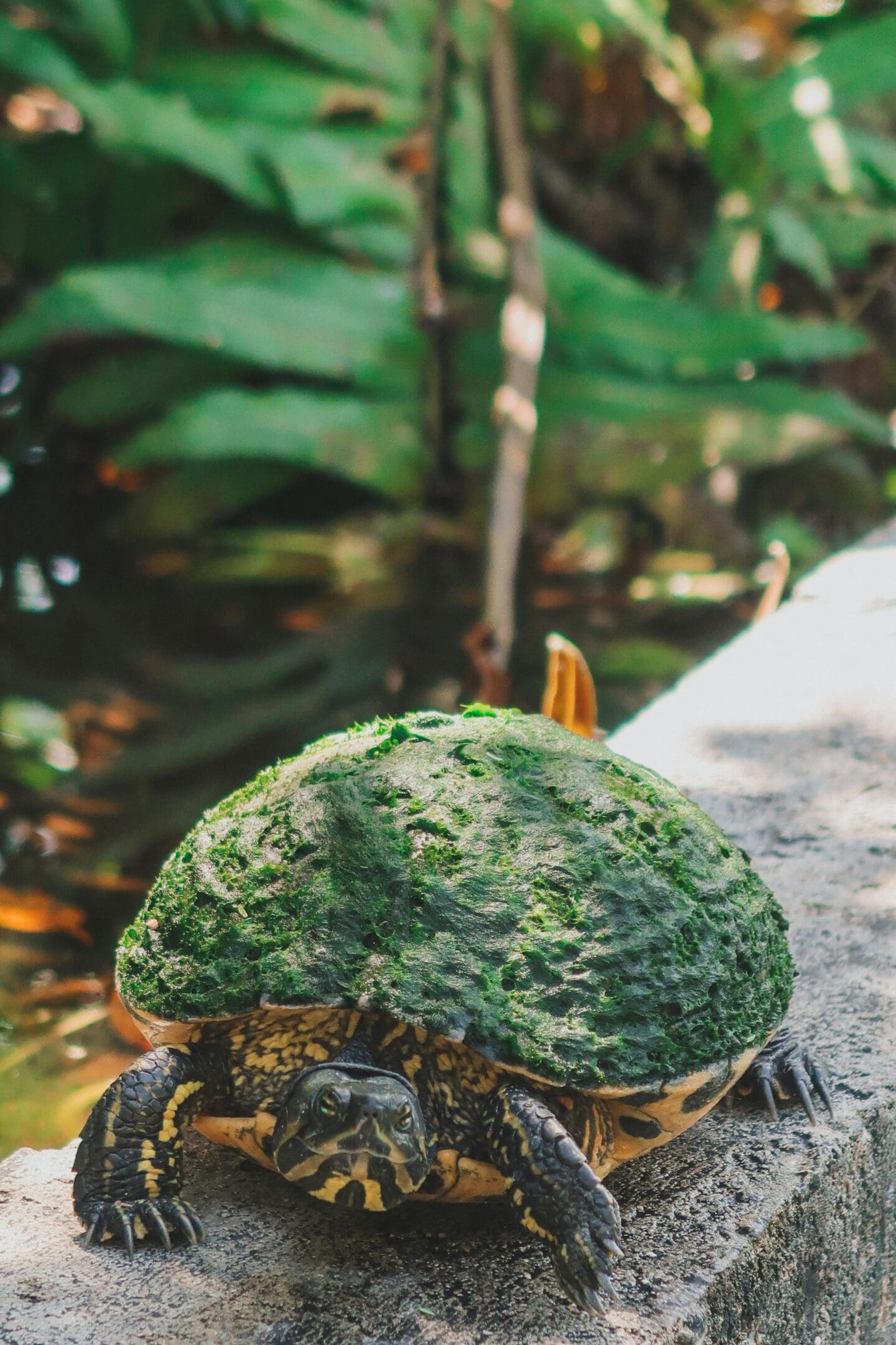 A turtle is sitting on the ground near some plants.