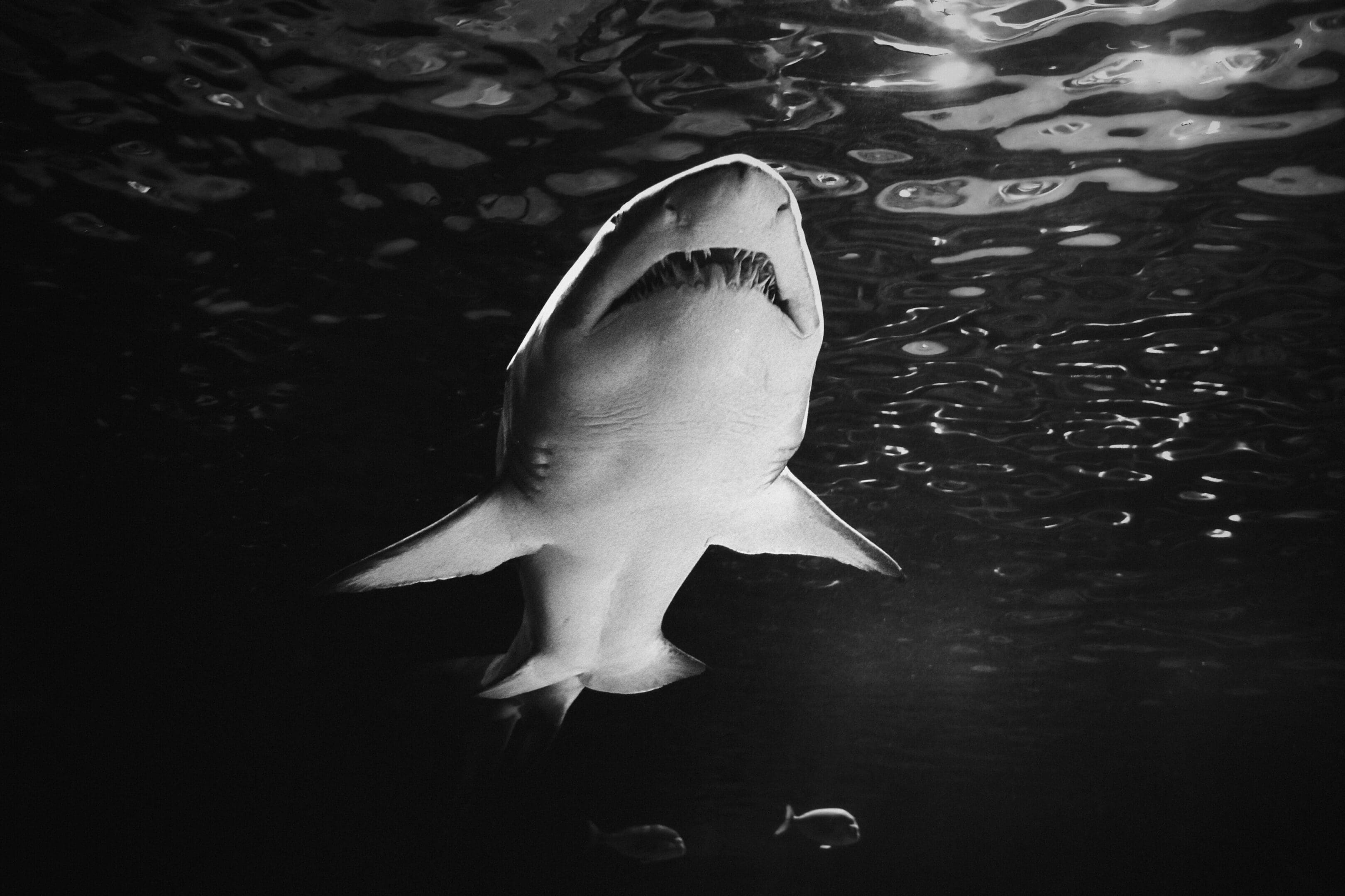 A shark is swimming in the water.